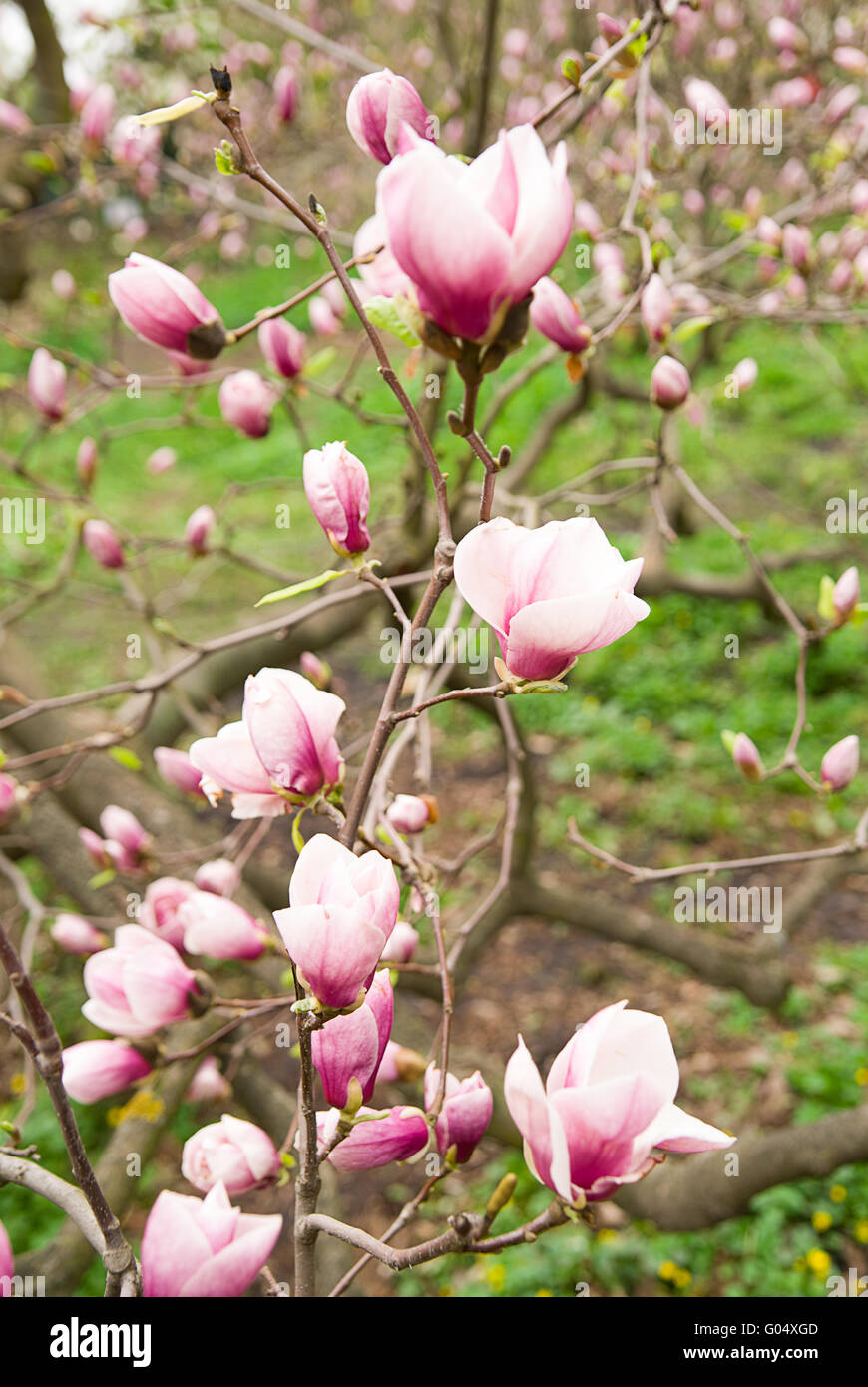 Magnolia blossoms in spring on a sunny day Stock Photo - Alamy
