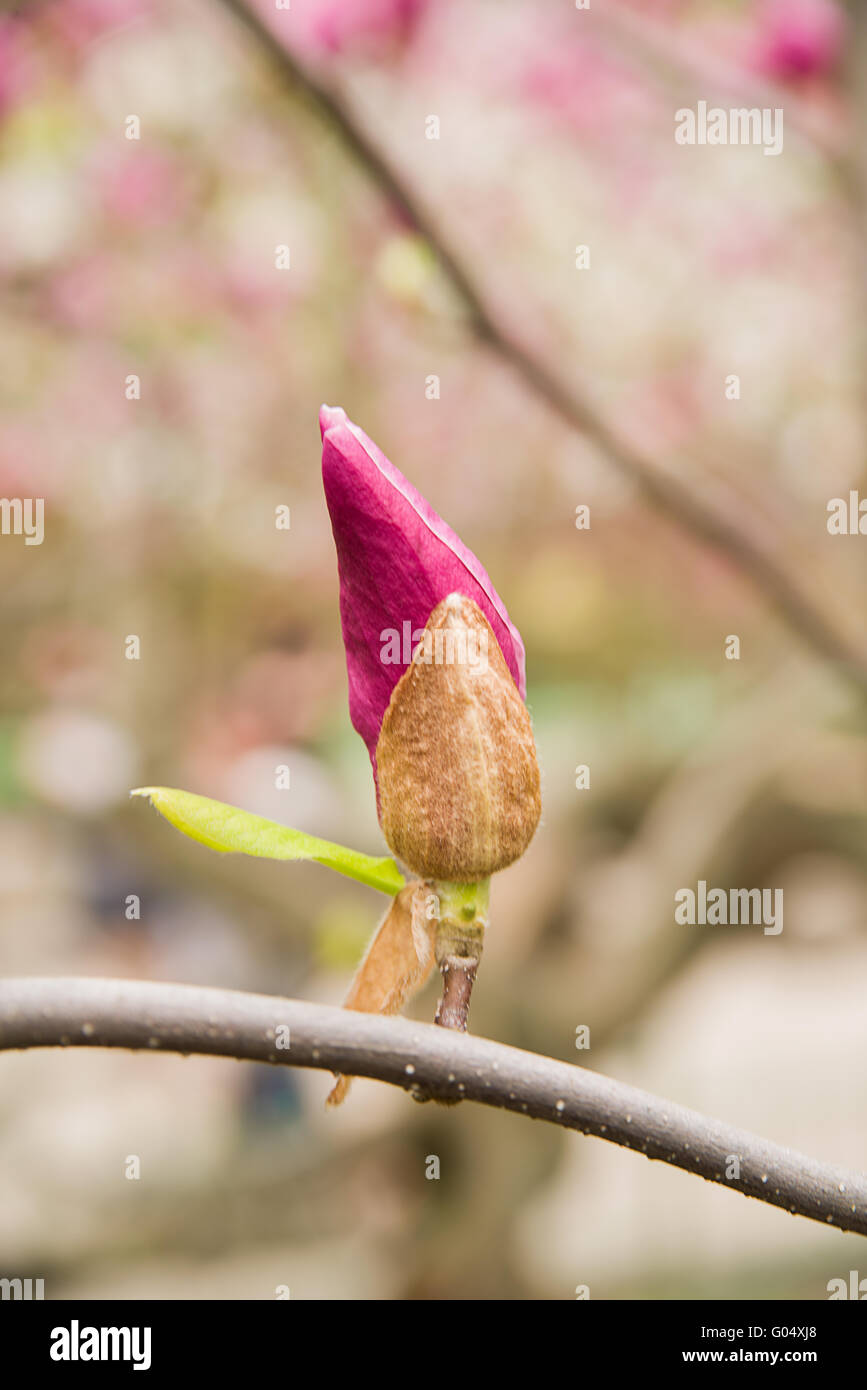 Magnolia blossoms in spring on a sunny day Stock Photo - Alamy