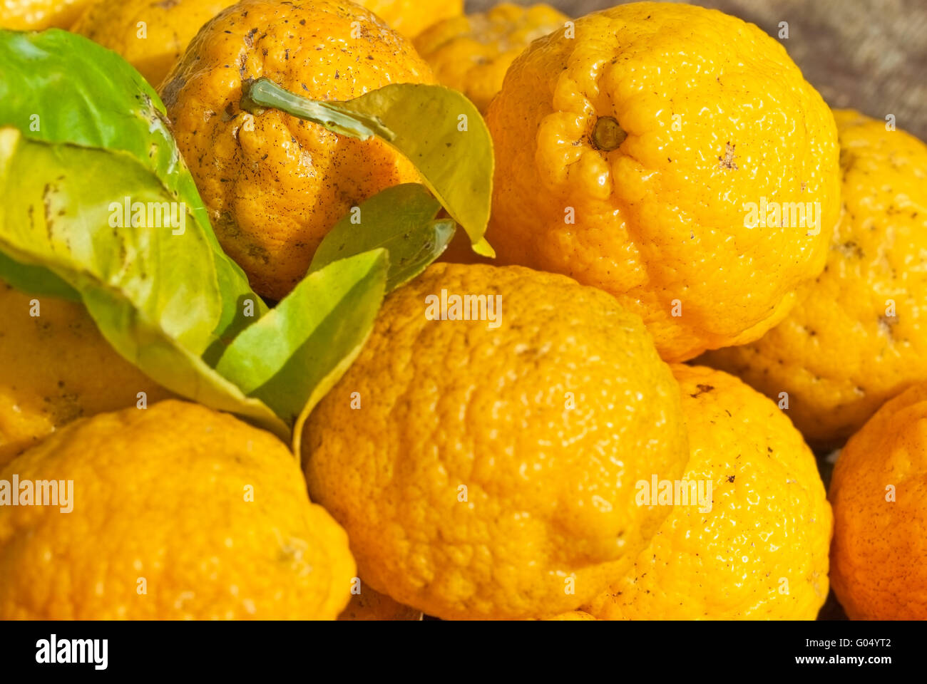 Wild Australian Native Bush Lemons Stock Photo Alamy