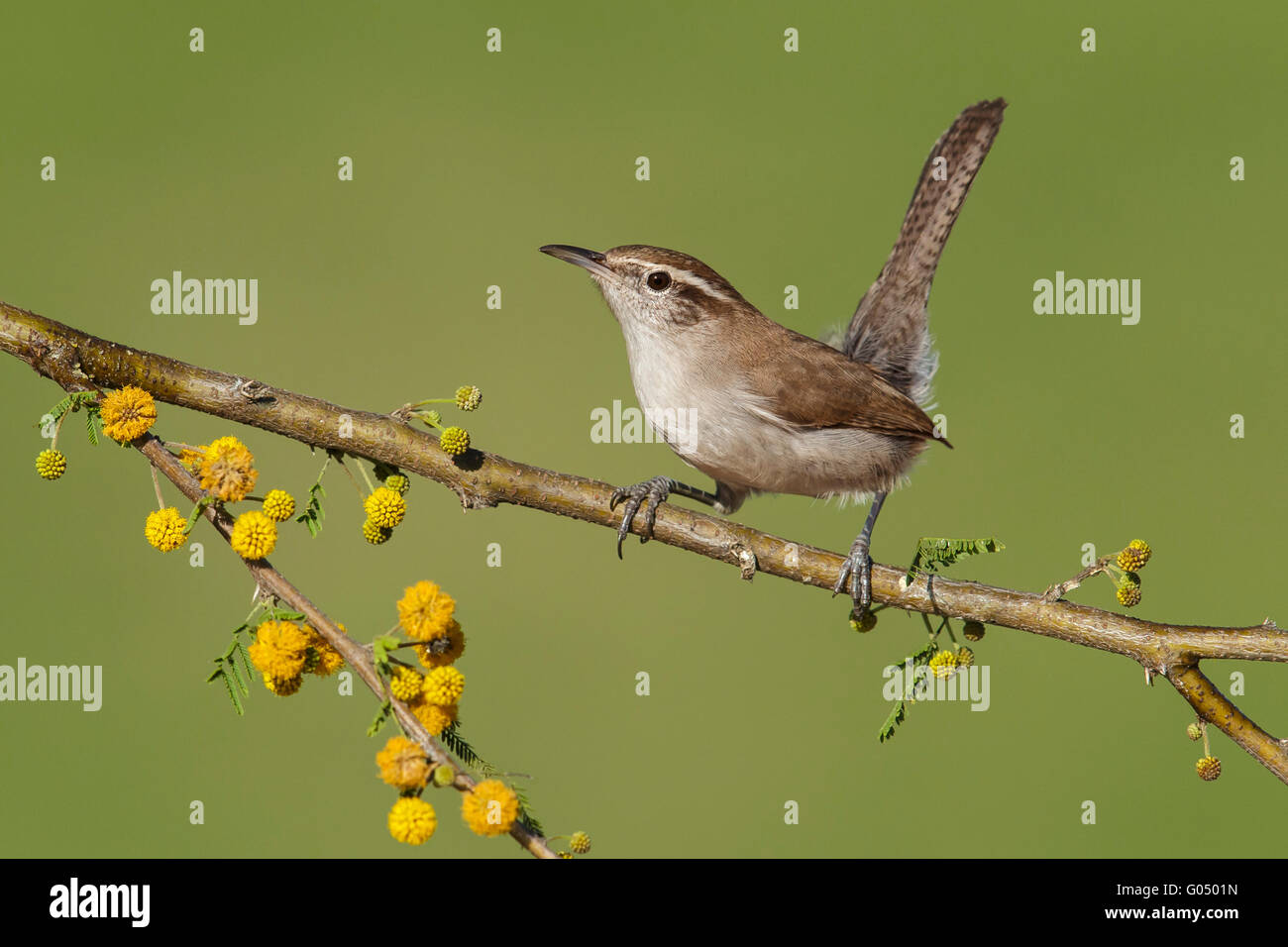 Bewick's Wren - Thryomanes bewickii Stock Photo