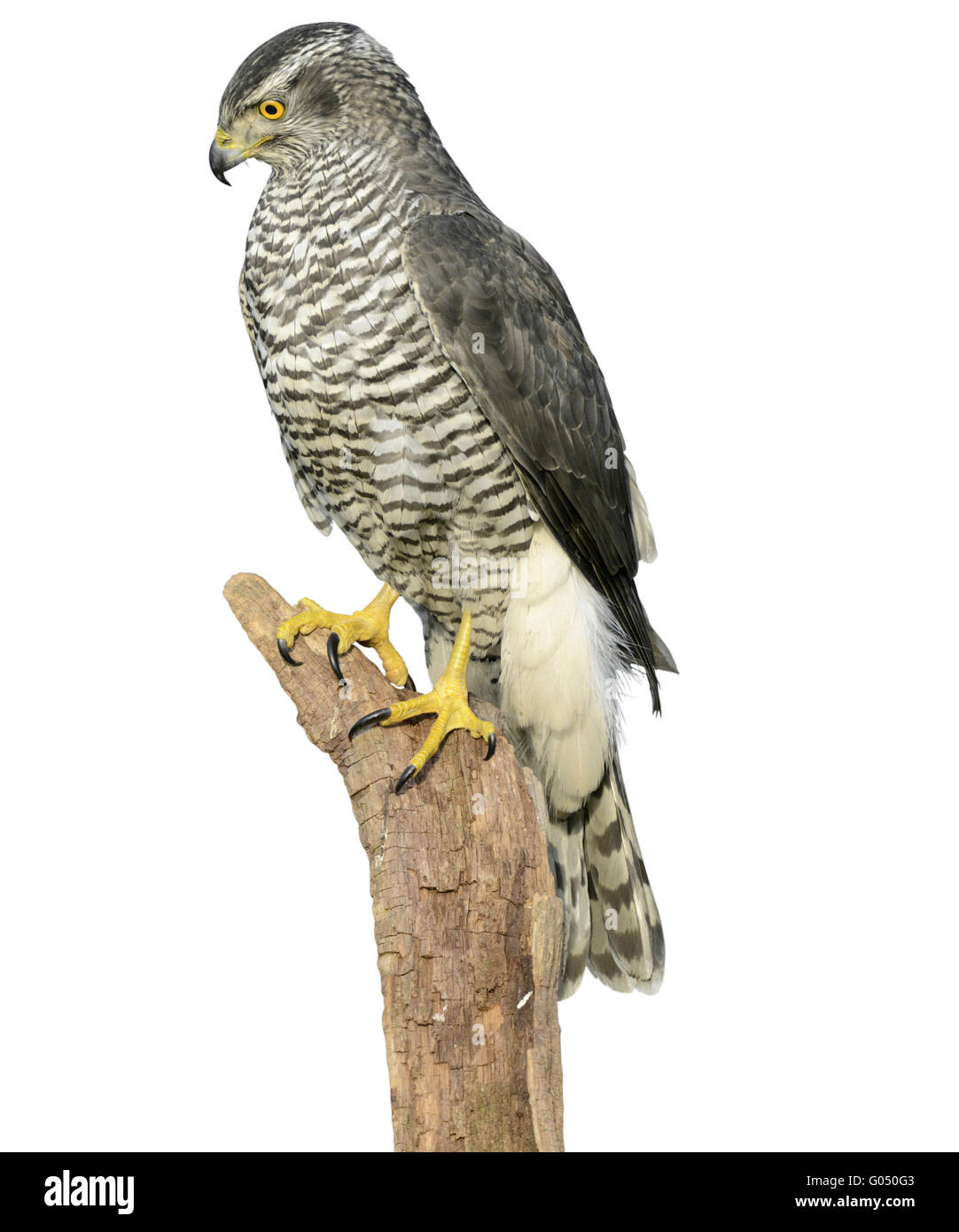 Goshawk - Accipiter gentilis Stock Photo