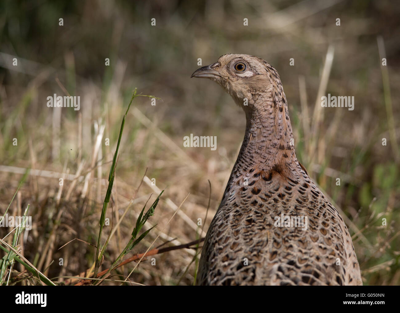 Uk game bird hires stock photography and images Alamy