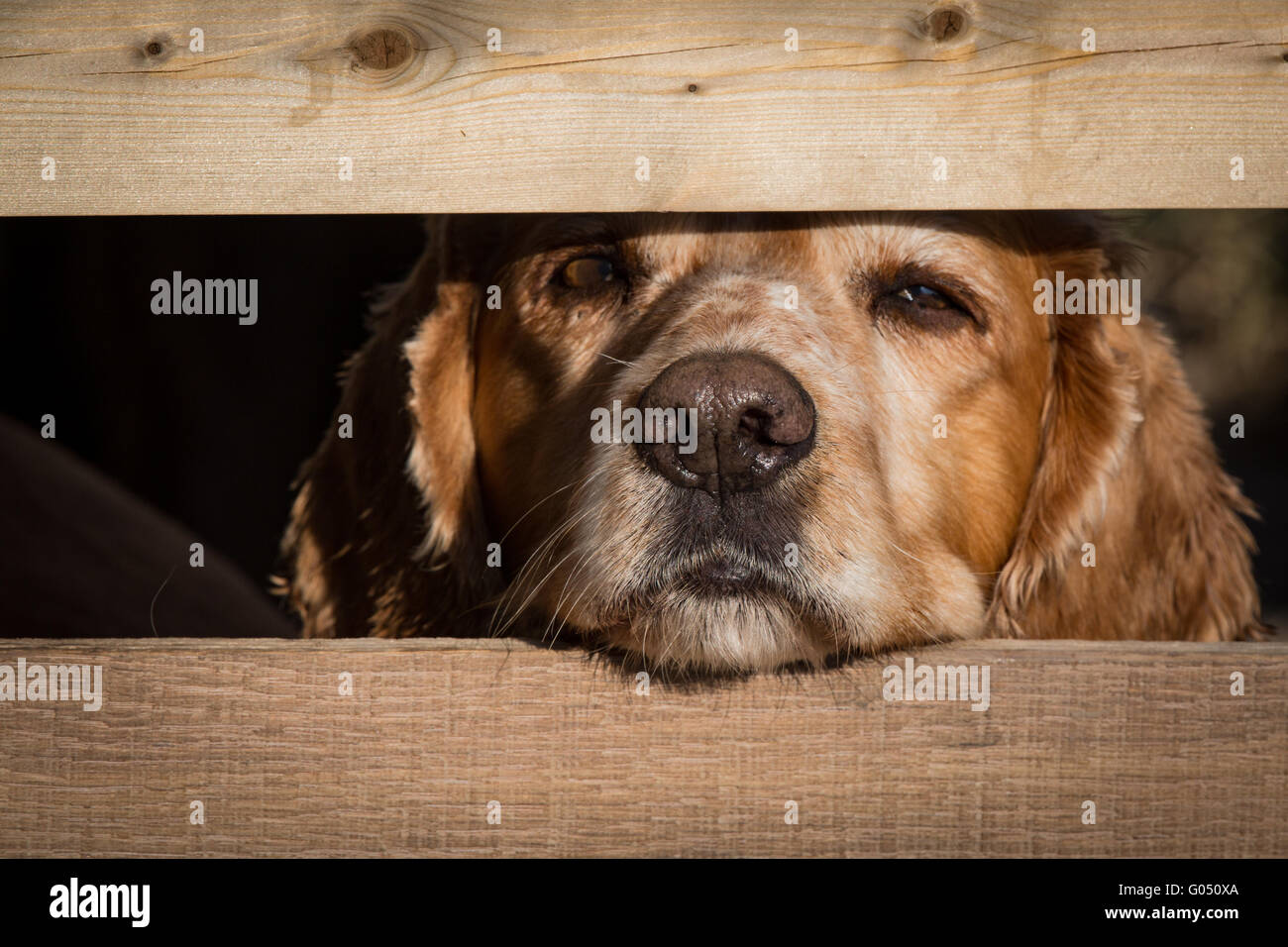 Cocker spaniel looks through fence post with wet nose Stock Photo