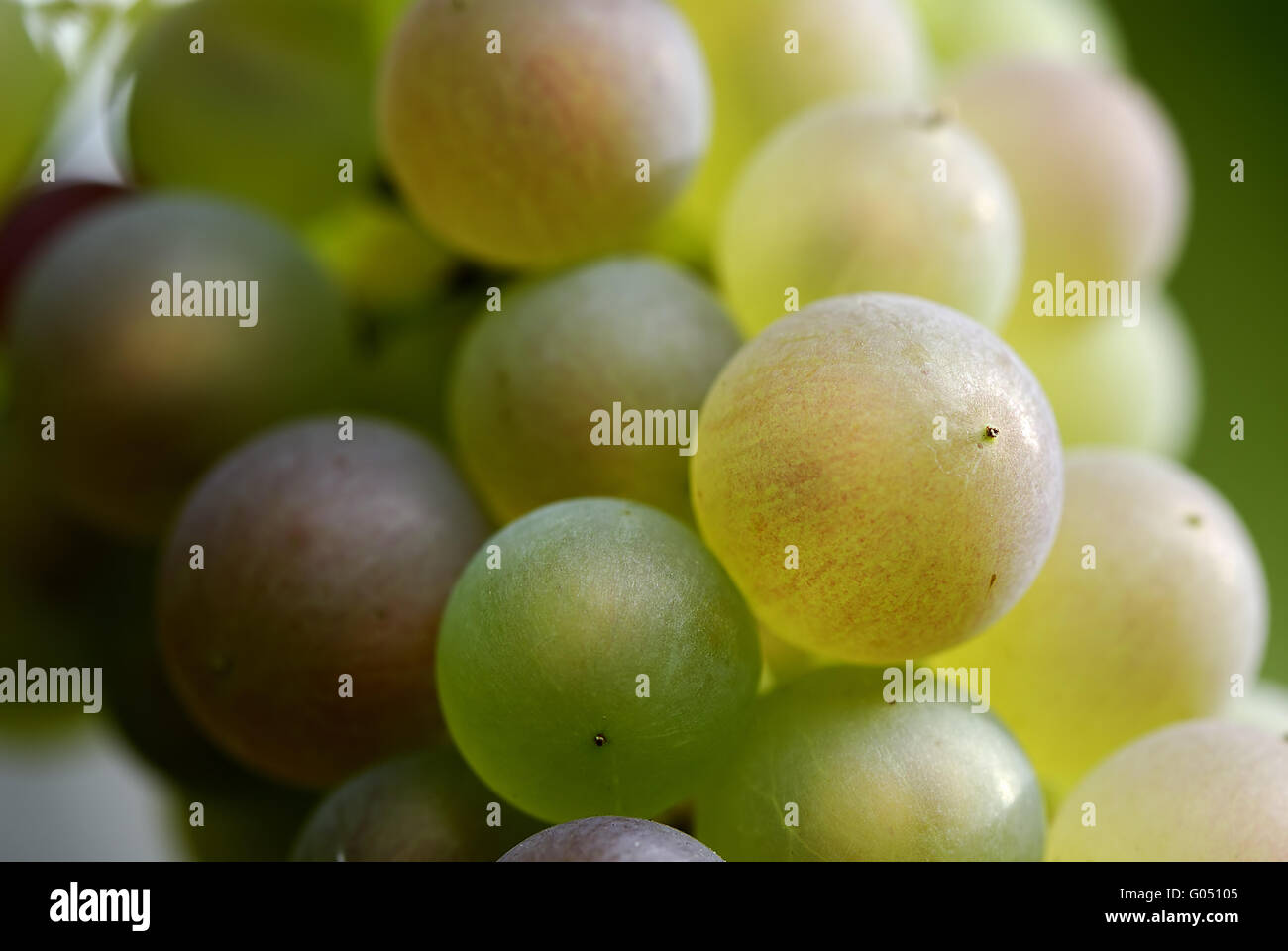 Yellow, green and red grapes, close-up Stock Photo