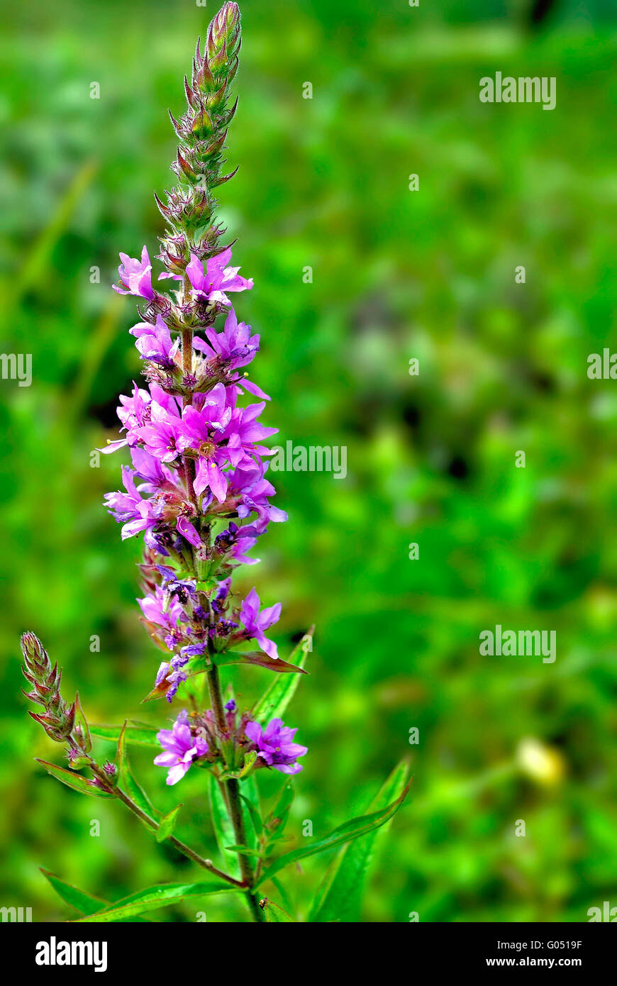 Willow-herb Stock Photo