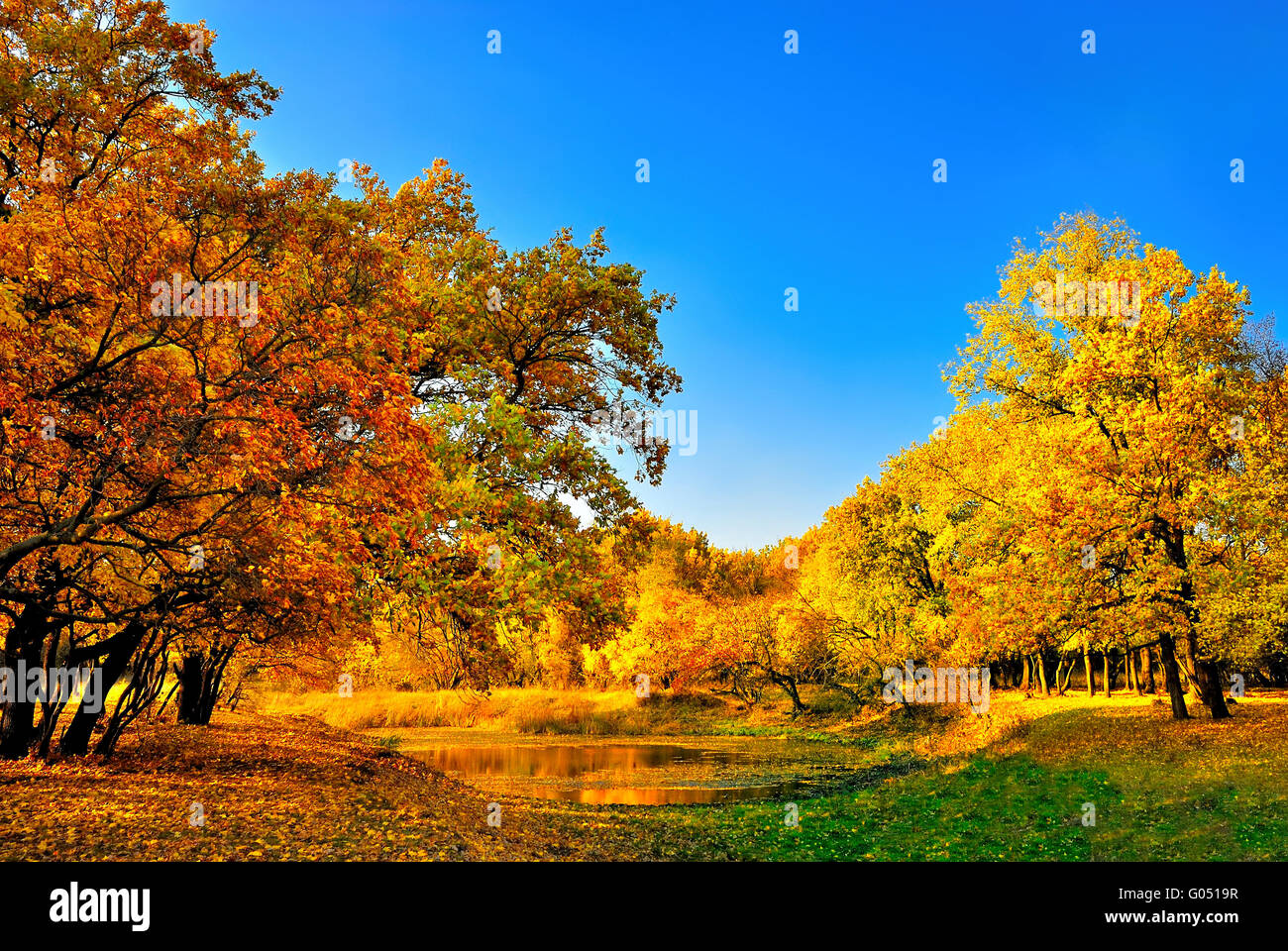Autumn forest and a small lake Stock Photo - Alamy