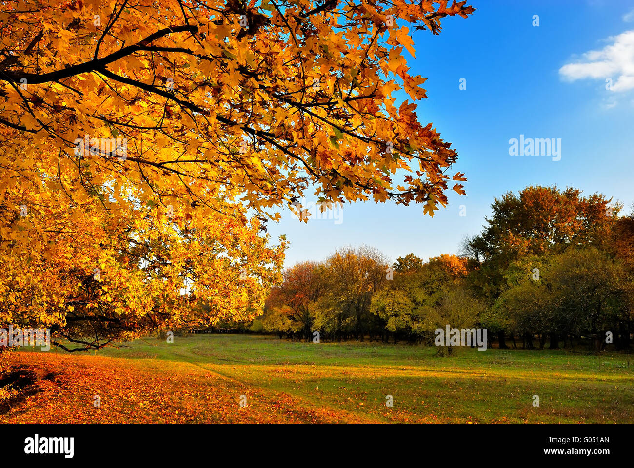 Autumn maple tree Stock Photo - Alamy