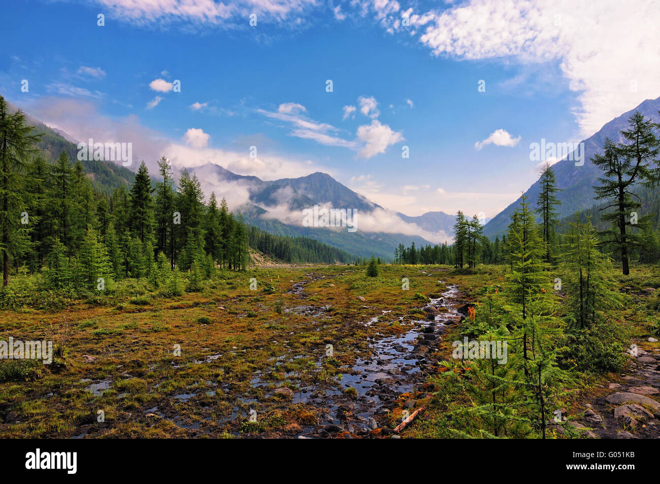 Small Marshy Meadow Stock Photo - Alamy