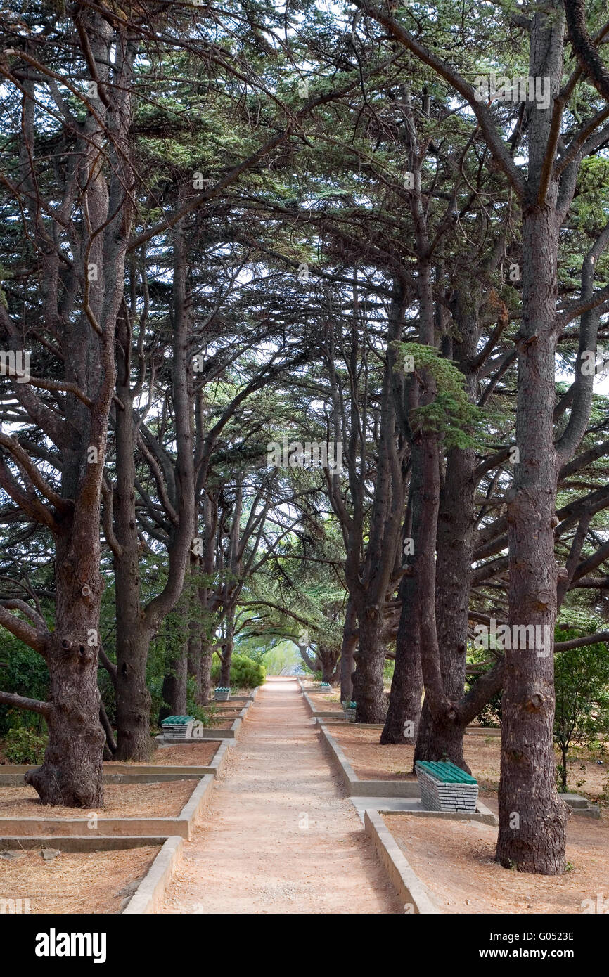 Vista pine hi-res stock photography and images - Alamy