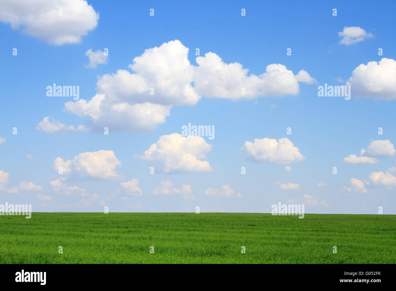 Meadow with green grass and blue sky with clouds Stock Photo - Alamy