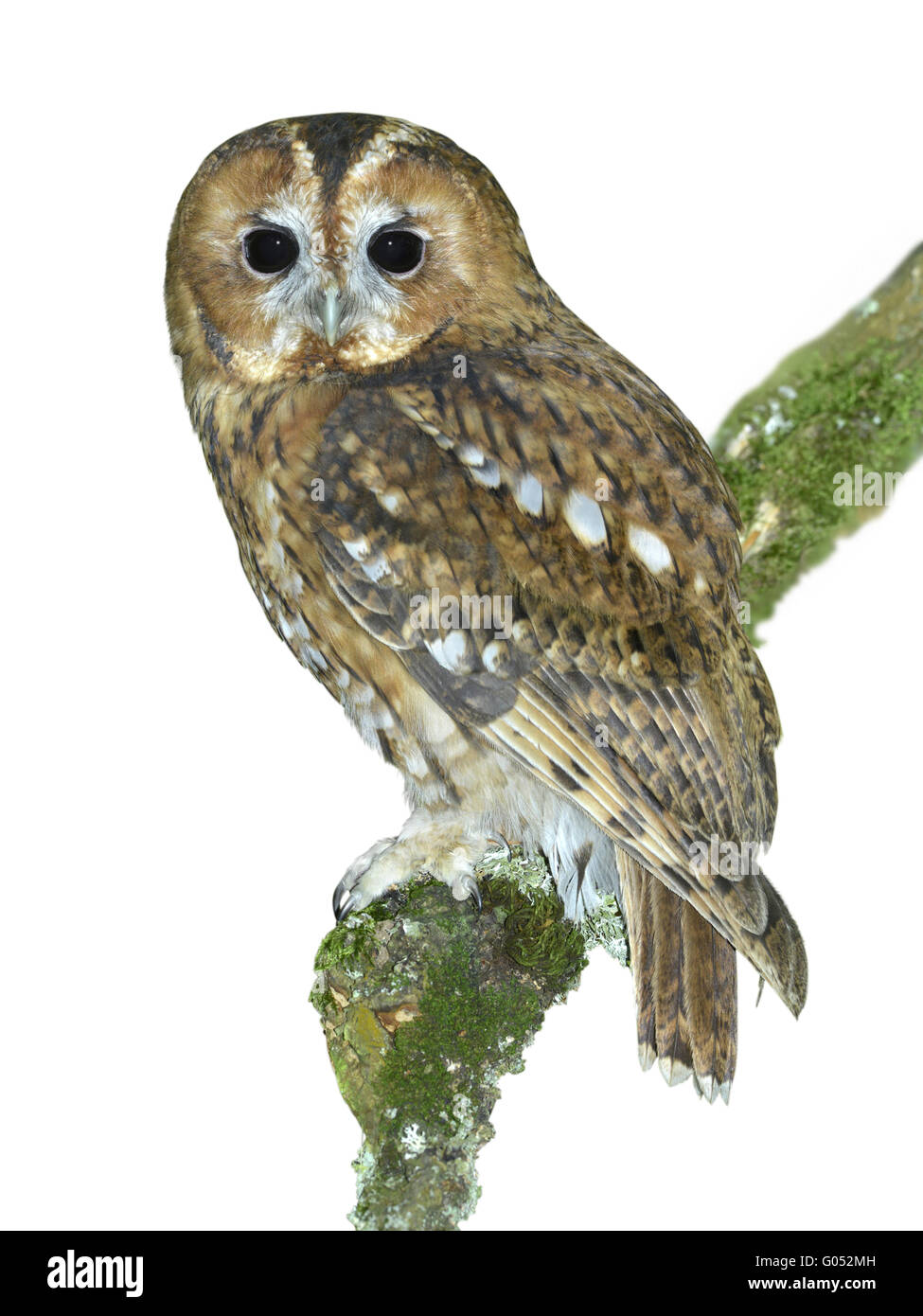 Tawny Owl - Strix aluco Stock Photo