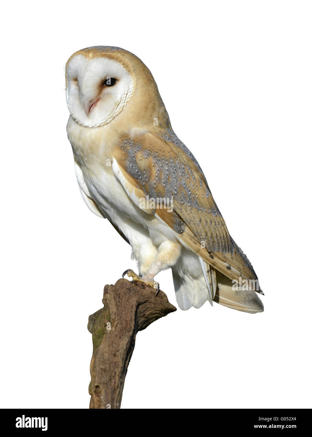 Barn Owl - Tyto alba Stock Photo