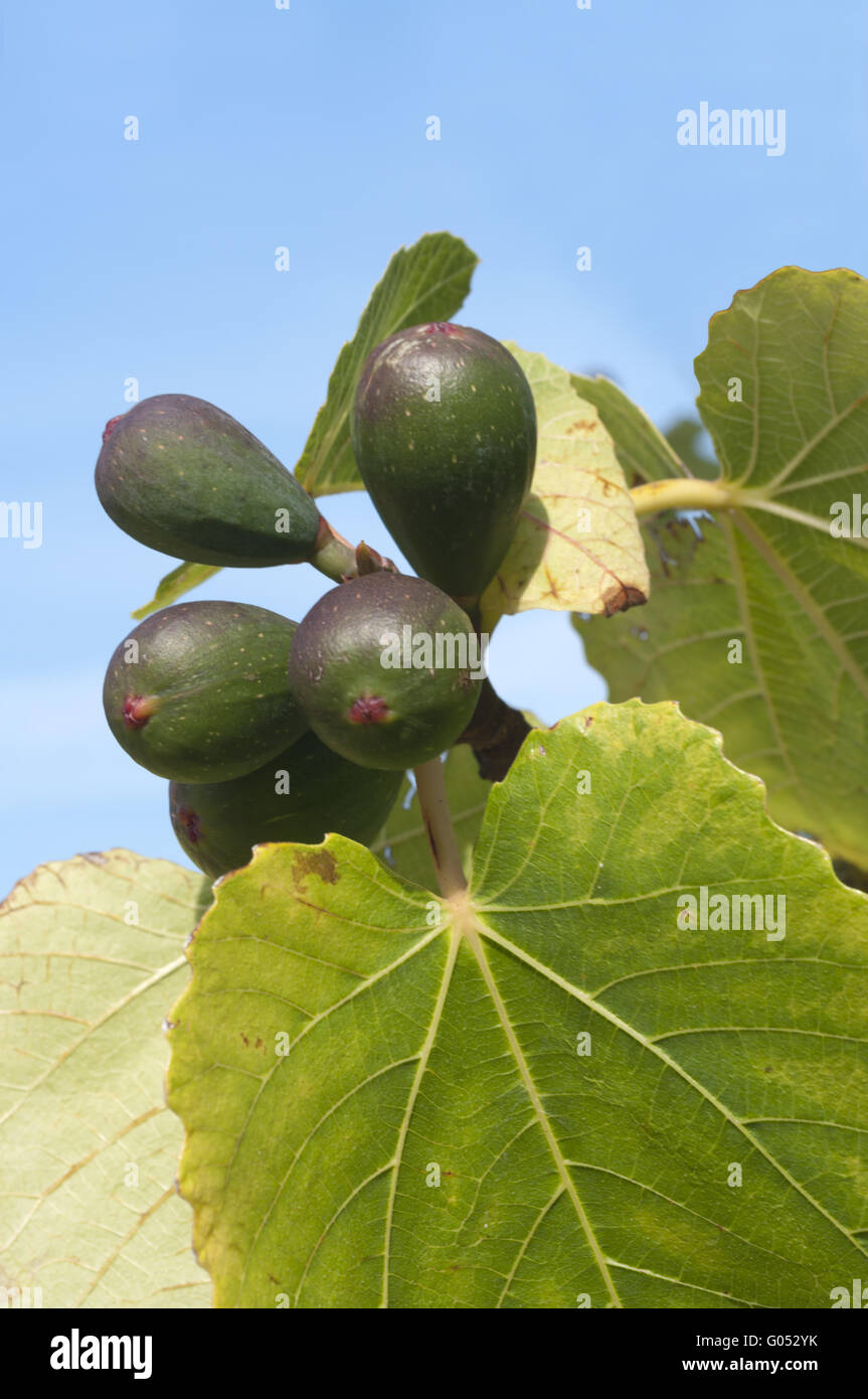 unripe fig on tree Stock Photo