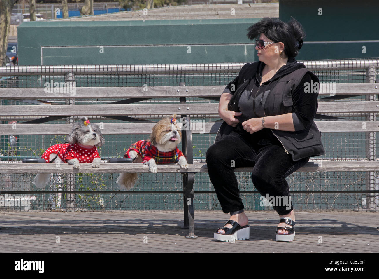 A woman on a bench with her two Lahasa Apso puppies, each with a vest & bow in their hair. At Coney Island, Brooklyn, New York Stock Photo