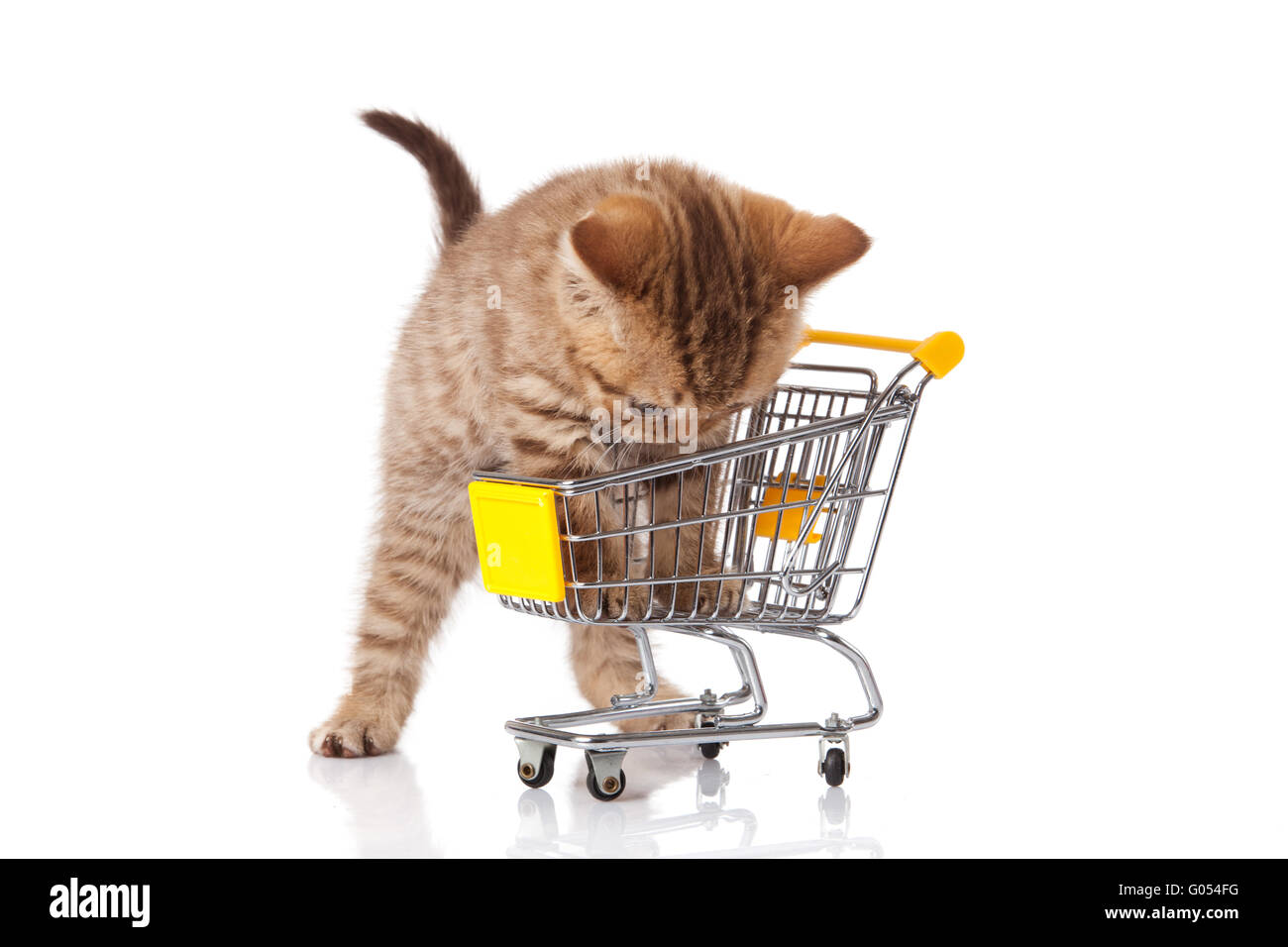 british cat with shopping cart isolated on white Stock Photo Alamy