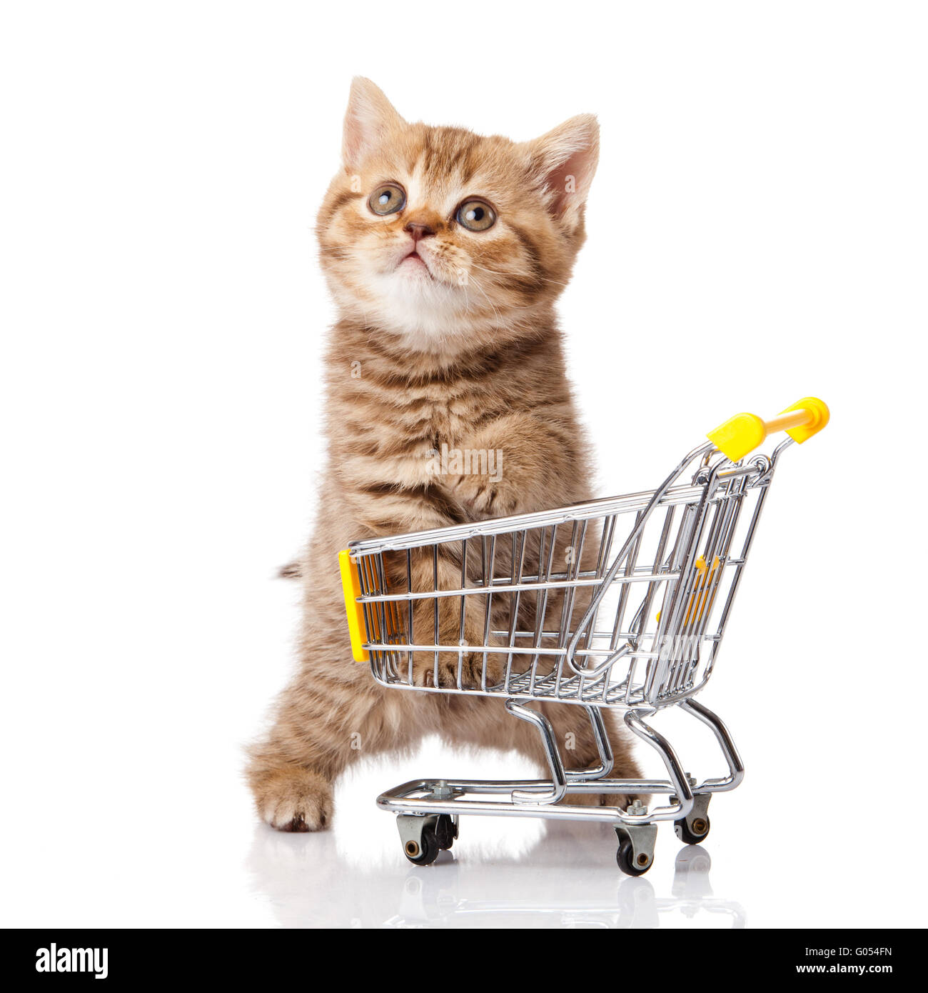 british cat with shopping cart isolated on white Stock Photo Alamy