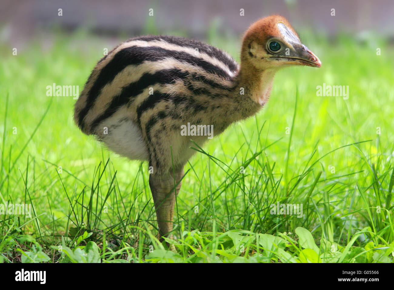 LITTLE SOUTHERN CASSOWARY Stock Photo