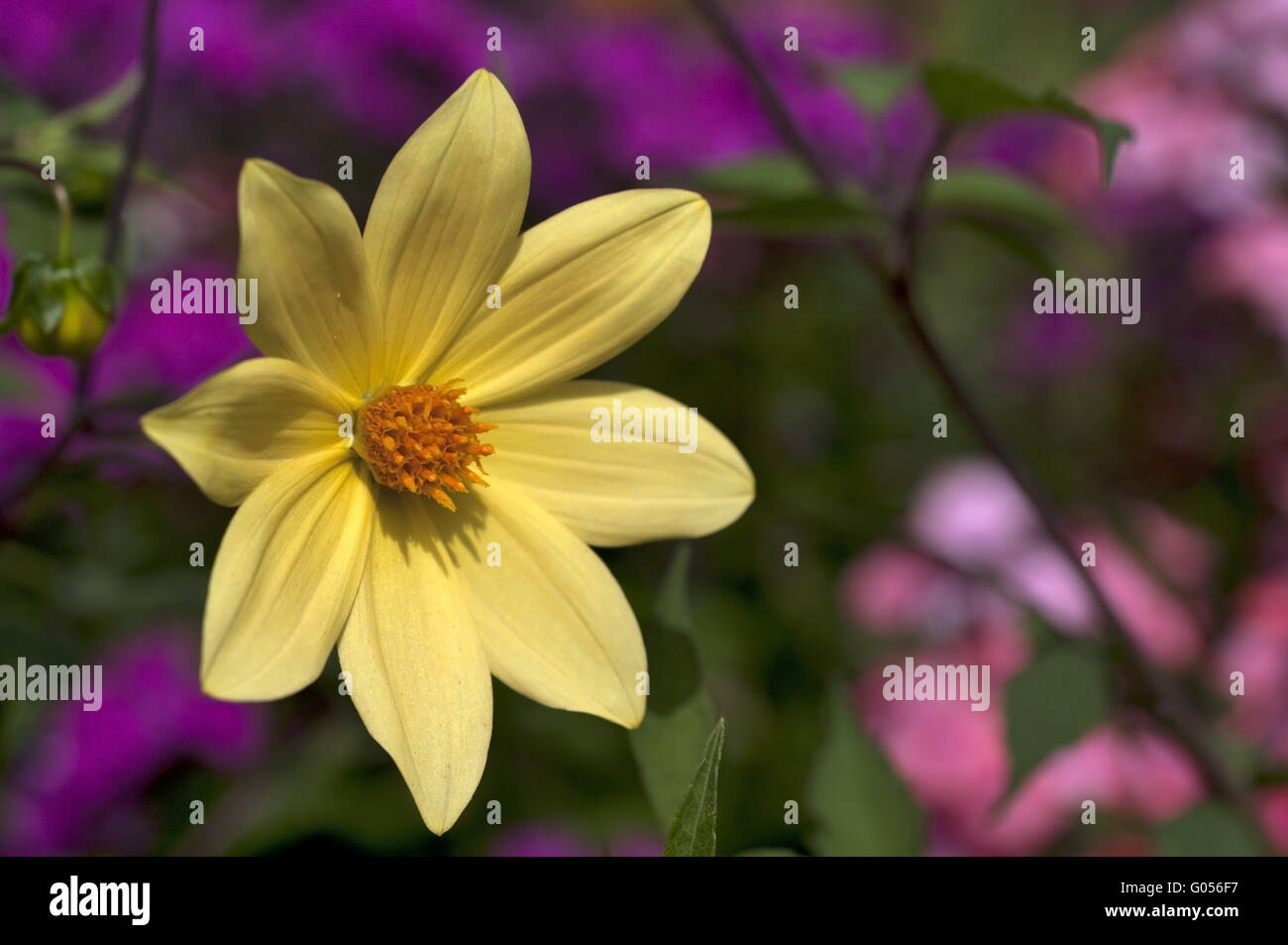 pretty face, single bloom Stock Photo Alamy