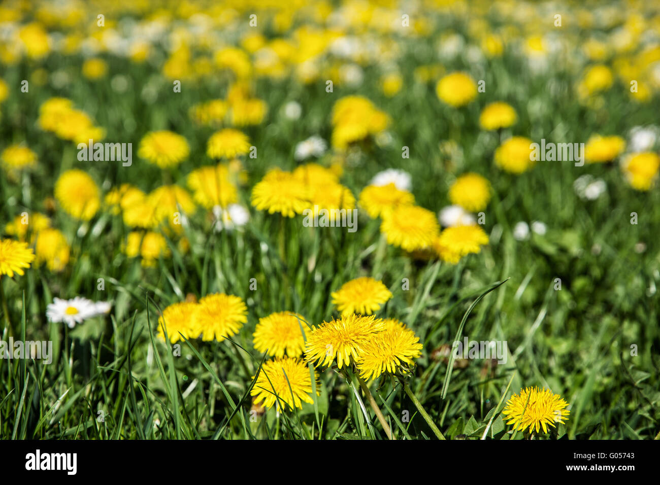 Yellow dandelions and ox-eye daisies in the meadow. Close up natural scene. Taraxacum and leucanthemum vulgare. Meadow flowers. Stock Photo