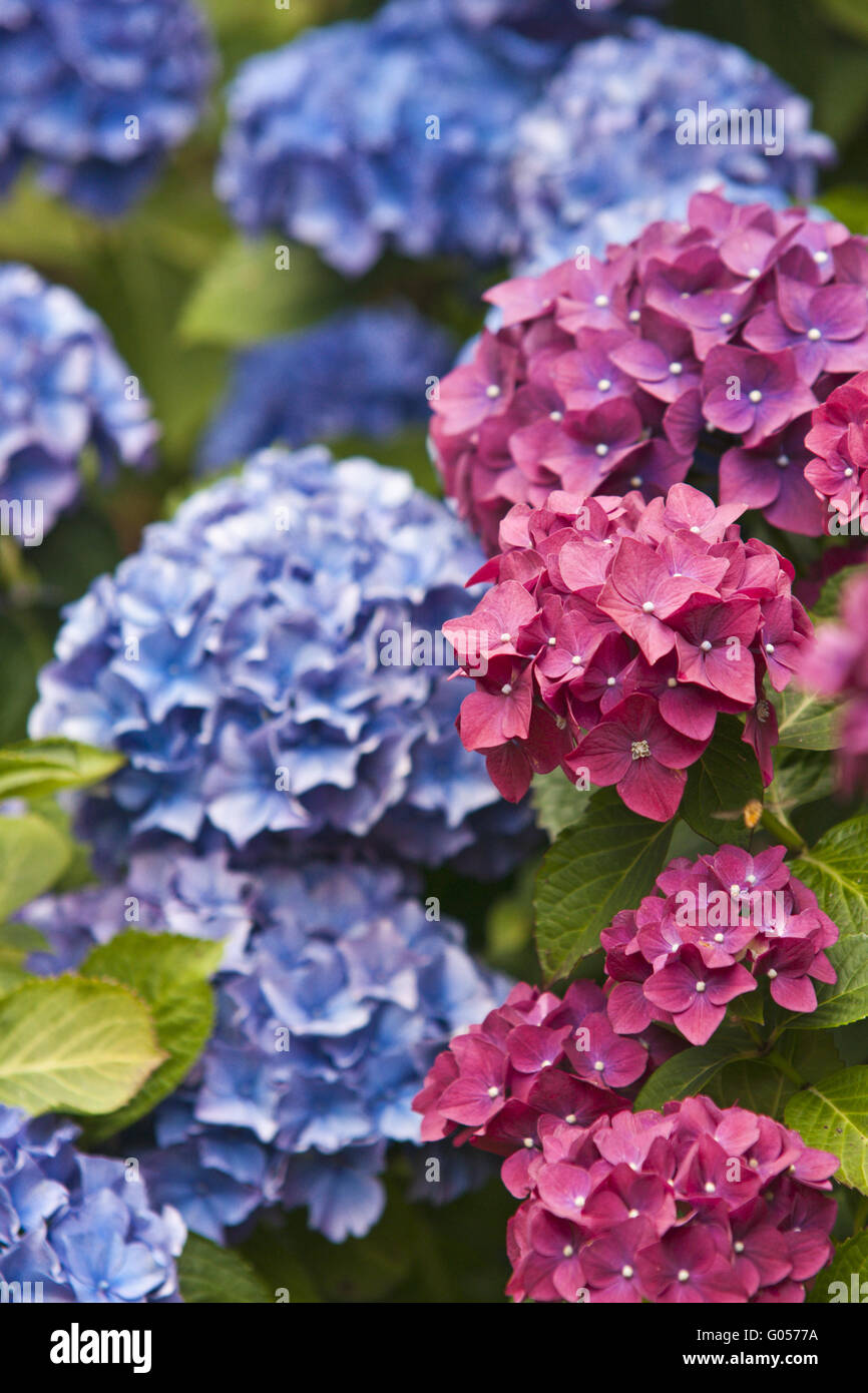Blue and red hydrangea Stock Photo