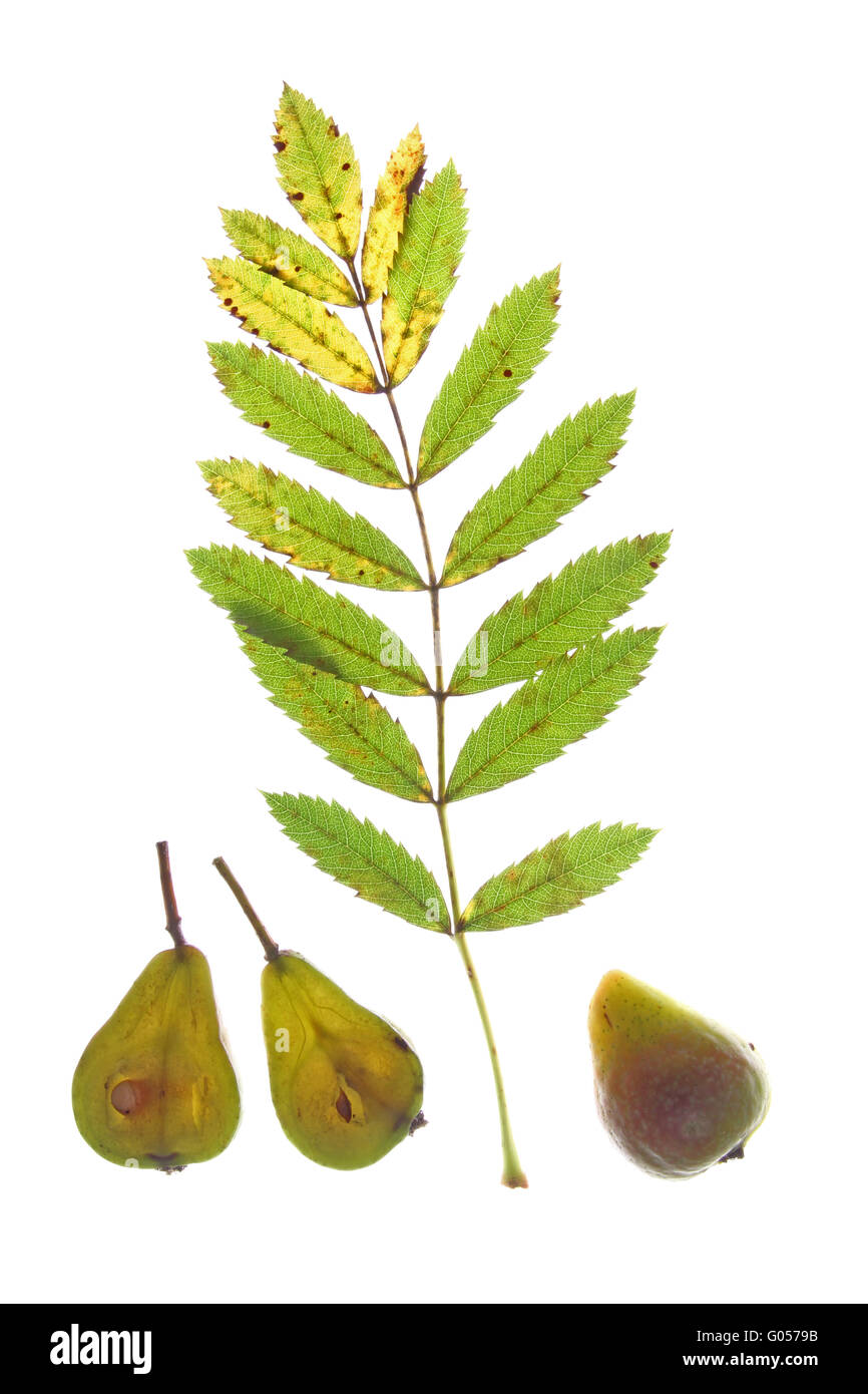 Leaf and fruits of the sorb tree (Sorbus domestica Stock Photo