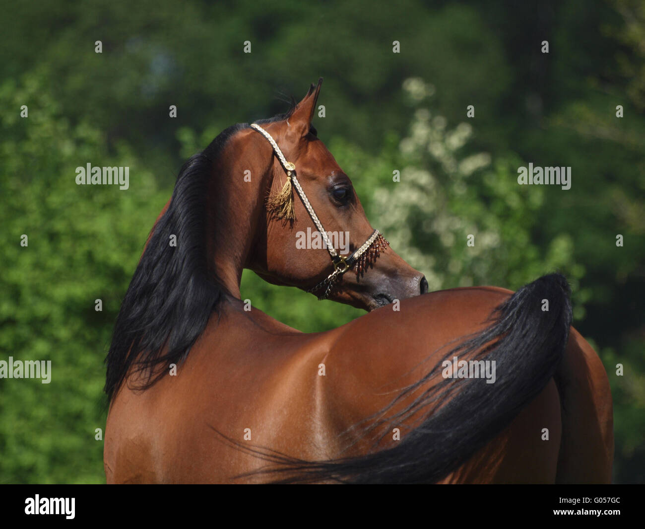 Arabian Stallion Stock Photo