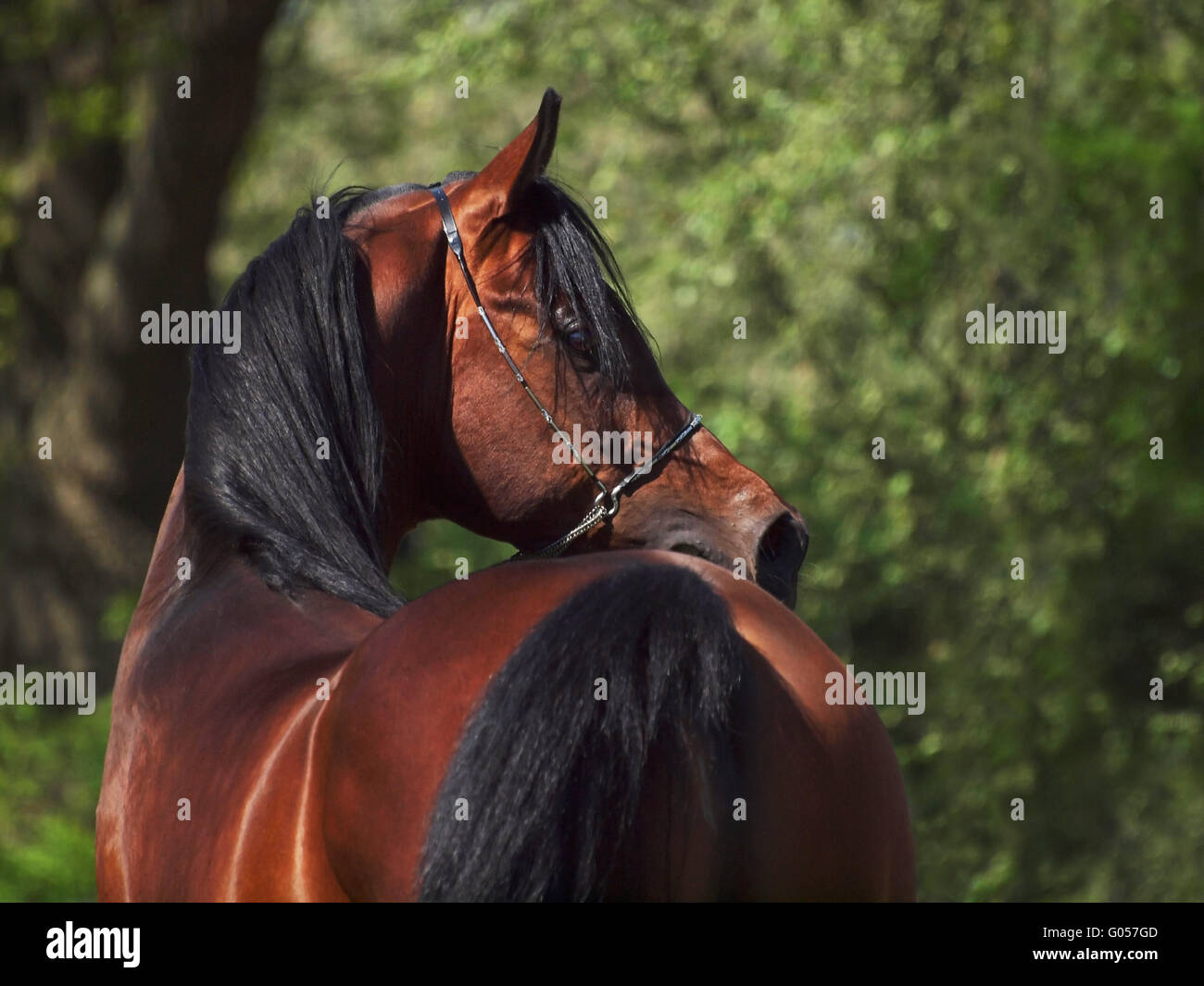 Arabian Stallion Stock Photo