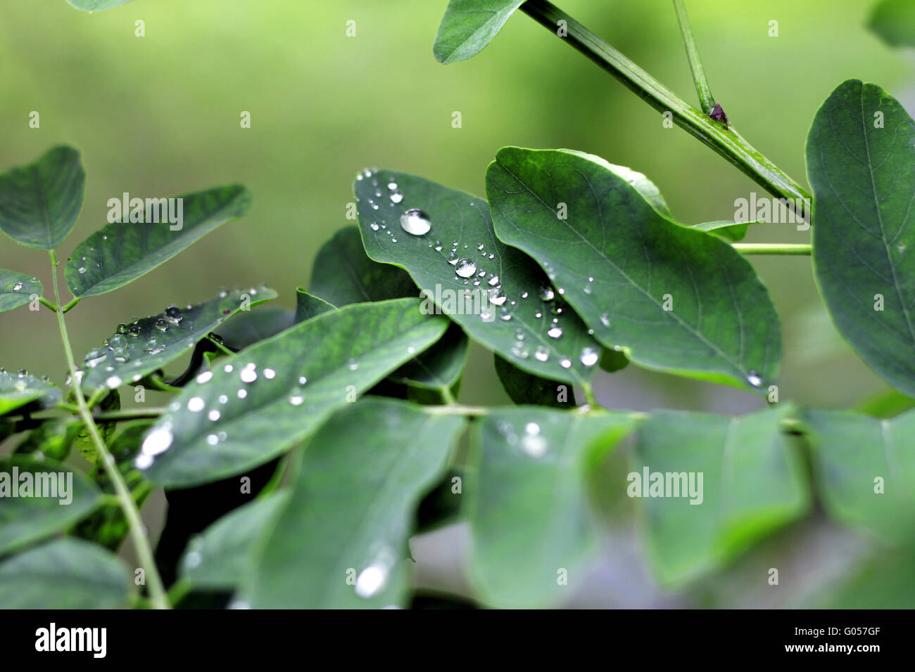 Water drop on the green leaves after rain Stock Photo - Alamy