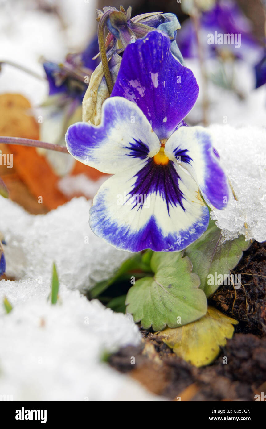 Close up of tricolor viola flowers  in the garden Stock Photo