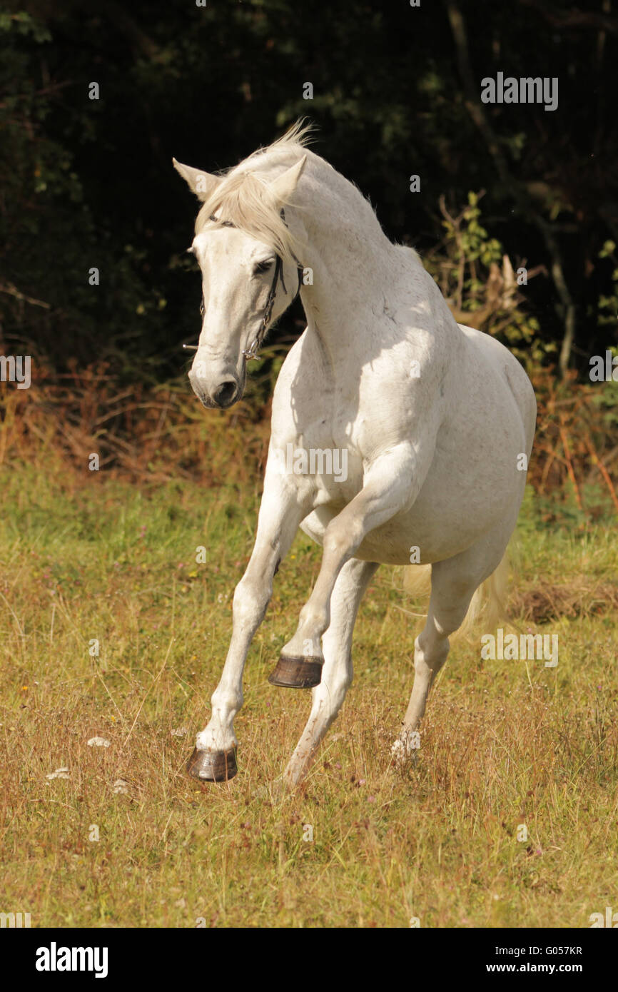 Andalusian horse hi-res stock photography and images - Alamy
