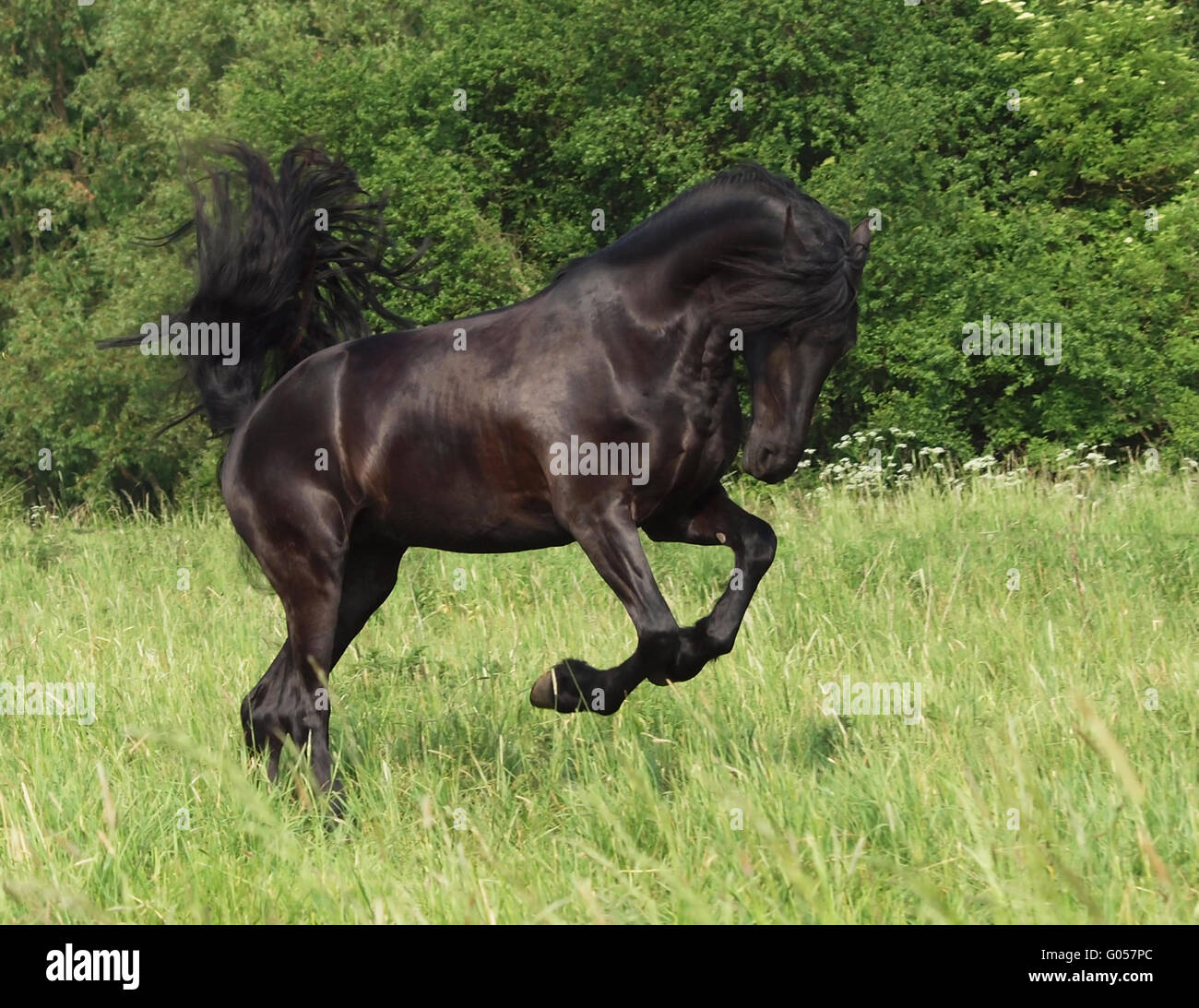 Friesian horse hi-res stock photography and images - Alamy