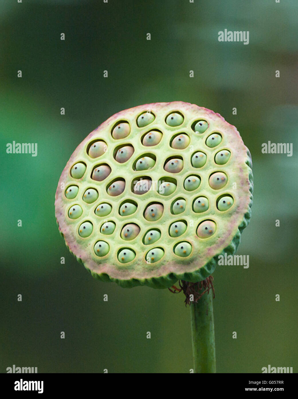 Fruit of White Lotus Stock Photo Alamy