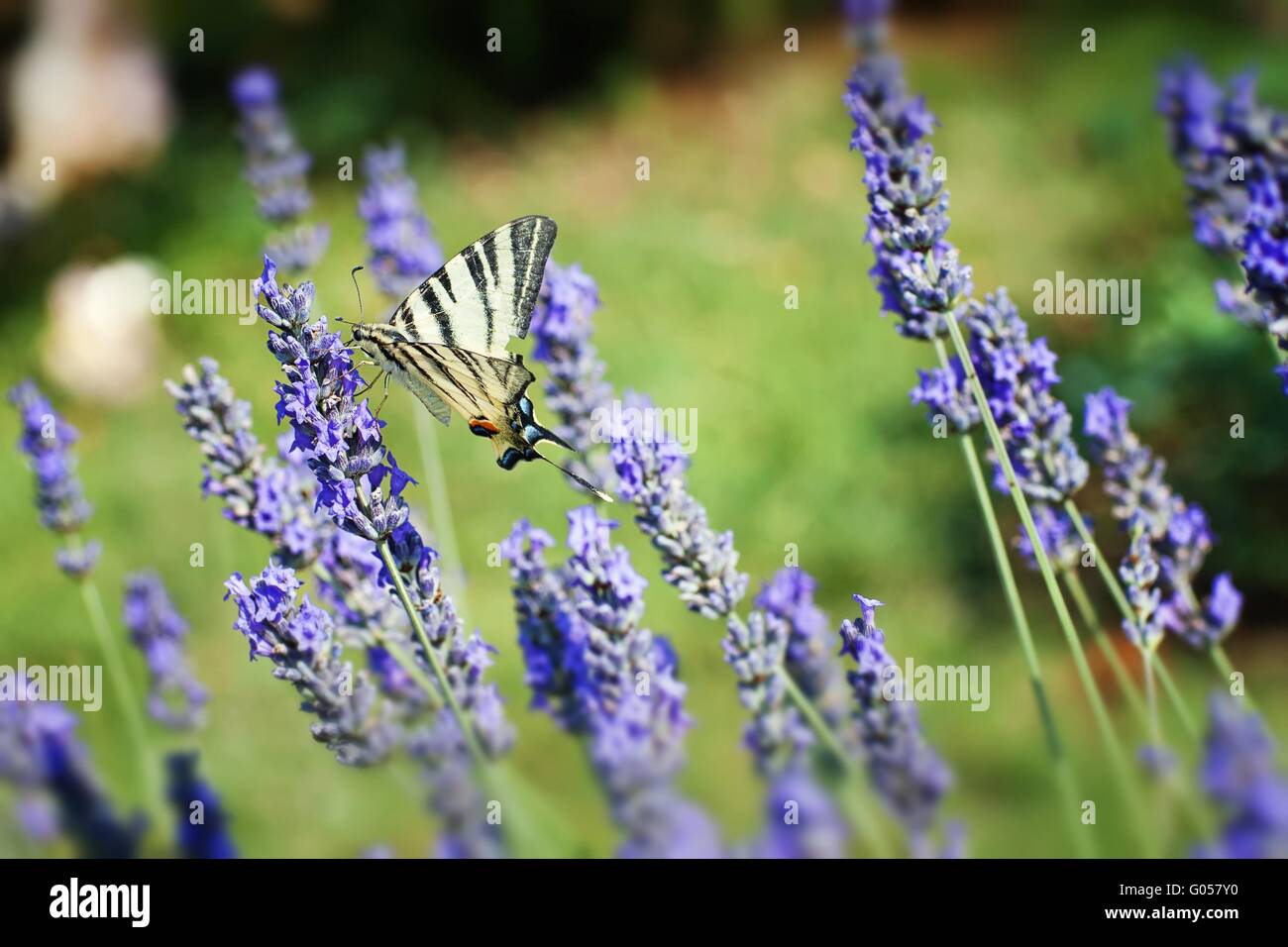 butterfly named Scarce Swallowtail in floral ambiance Stock Photo