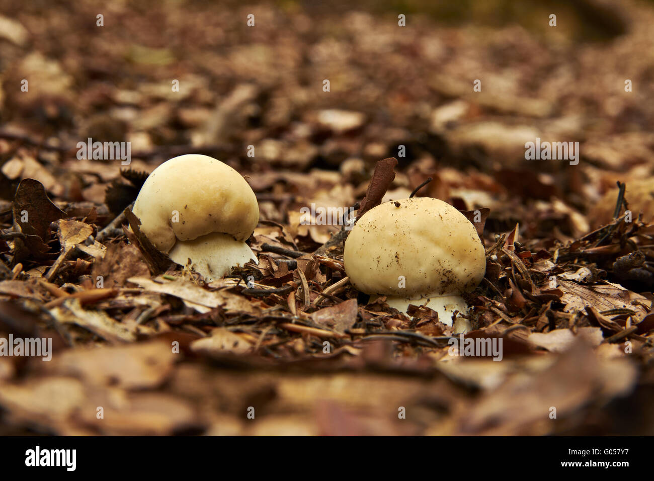 Young mushrooms on bottom leaves Stock Photo