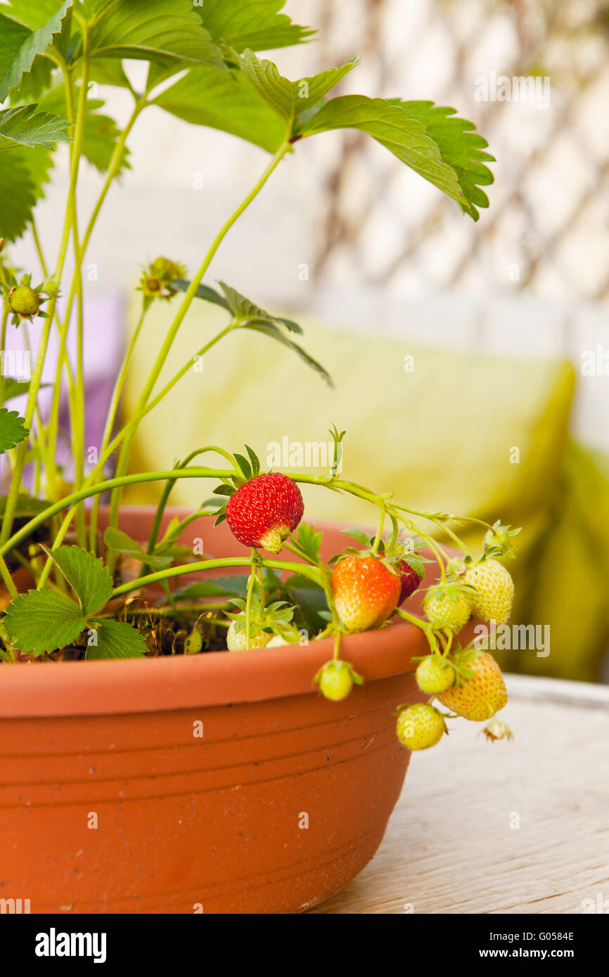 Strawberry plants in flowerpot with unripe fruits Stock Photo