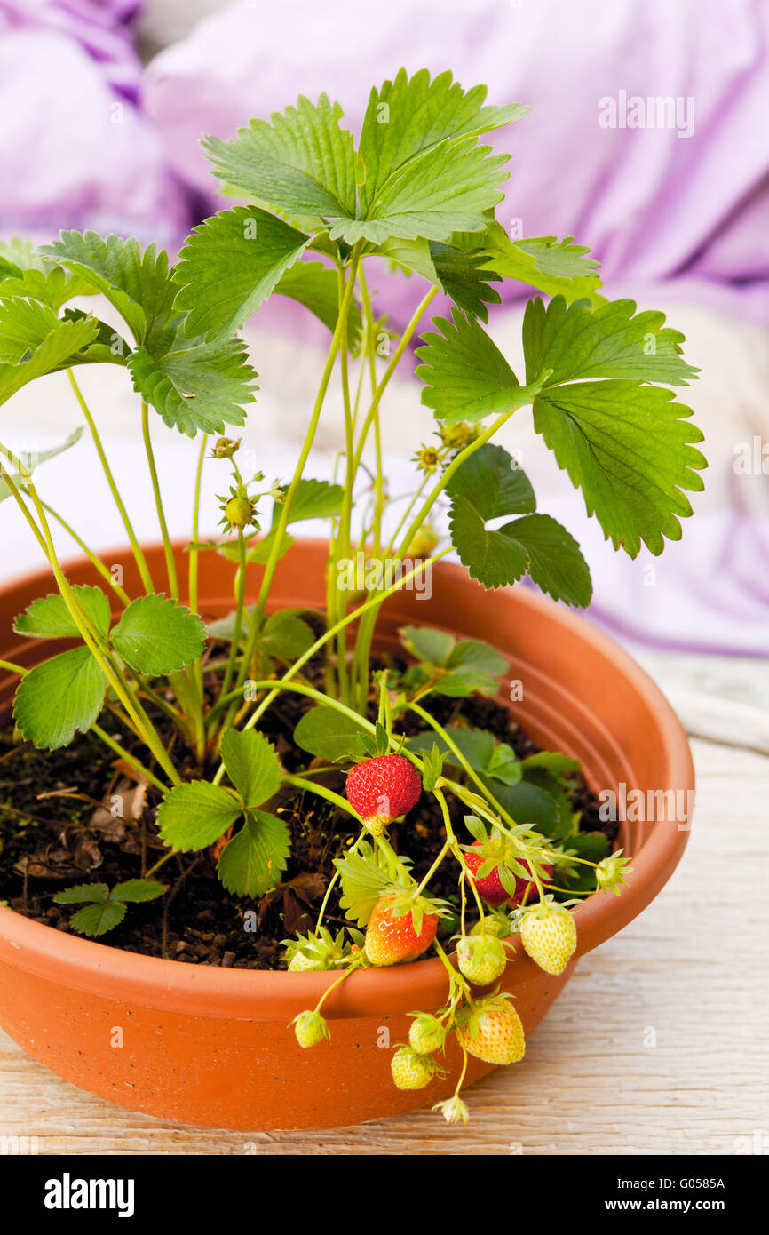 Strawberry plants in flowerpot with unripe fruits Stock Photo
