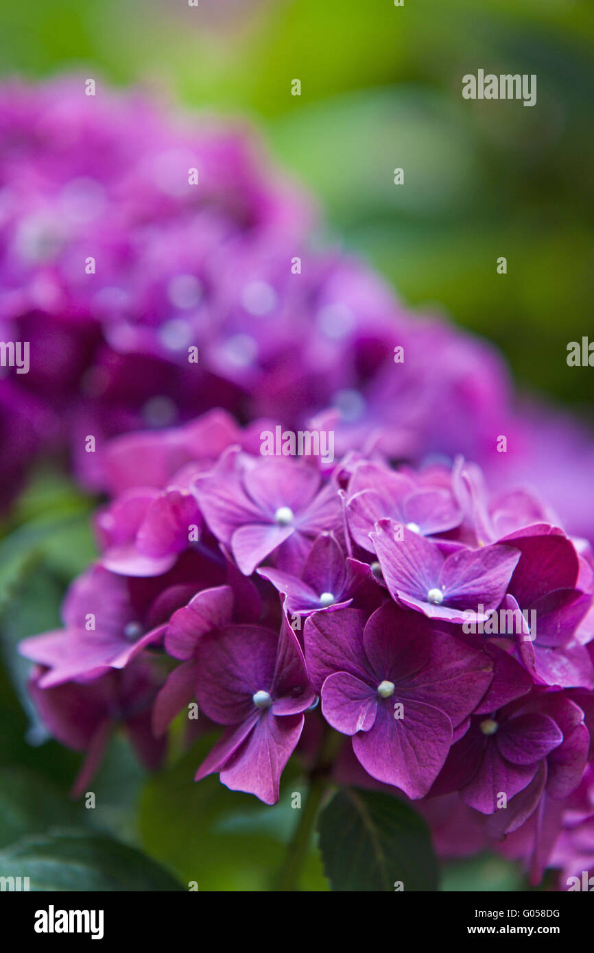 Hortensie hydrangea macrophylla bauernhortensie hi-res stock ...