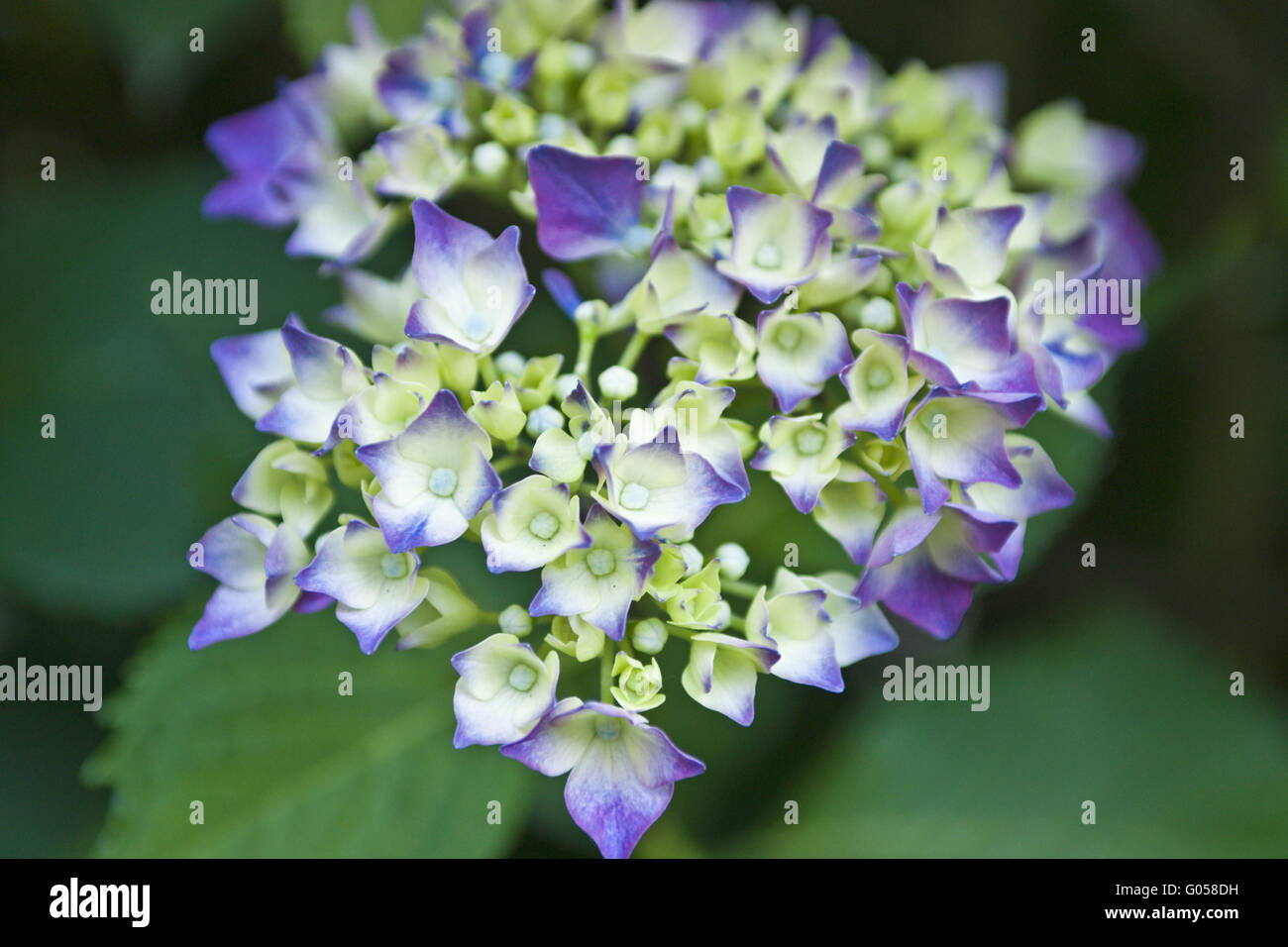 Hortensie hydrangea macrophylla bauernhortensie hi-res stock ...