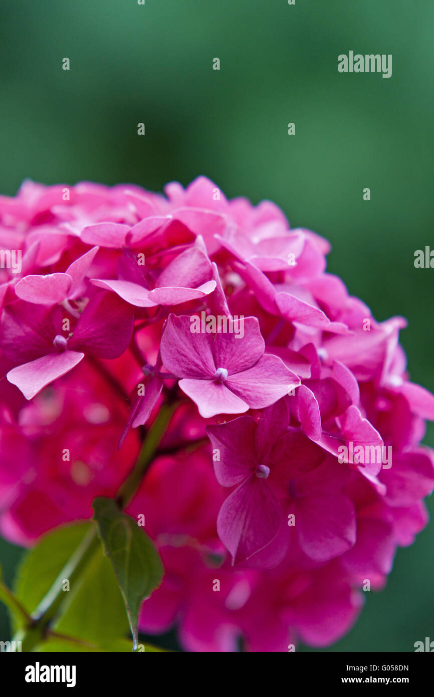 Hortensie hydrangea macrophylla bauernhortensie hi-res stock ...