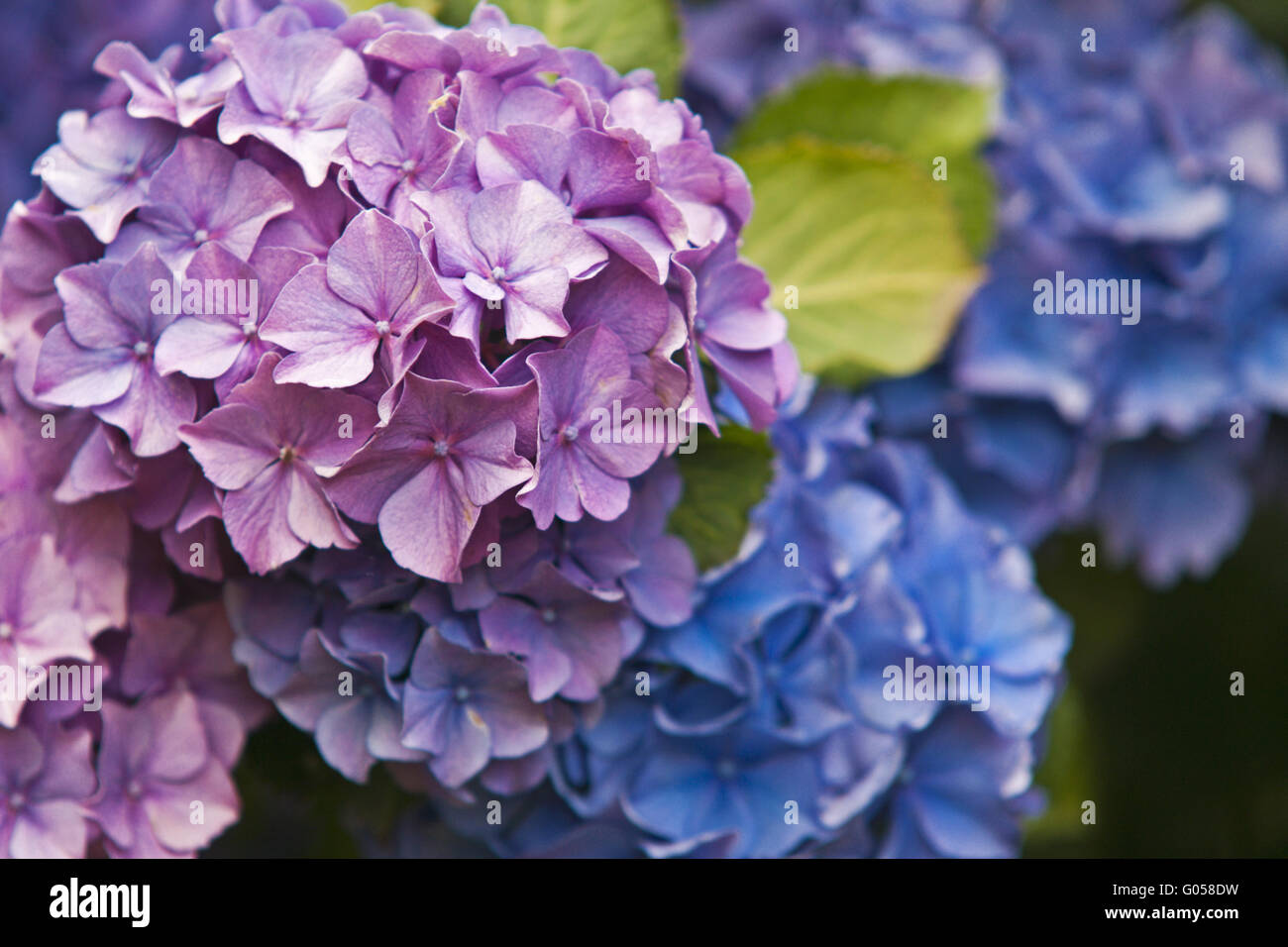 Hortensie hydrangea macrophylla bauernhortensie hi-res stock ...
