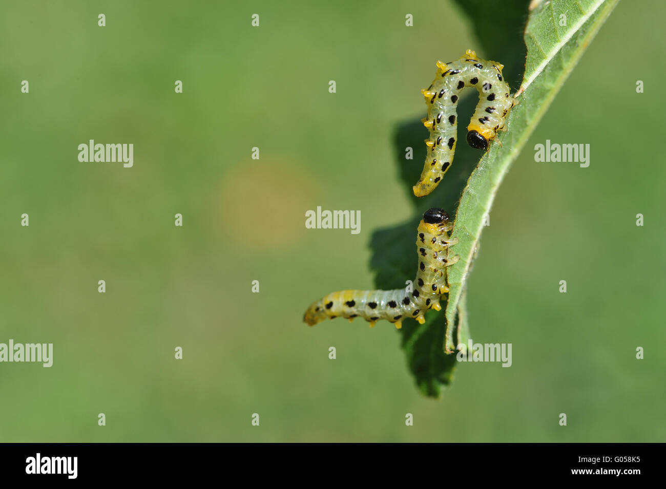 Caterpillars on leaf Stock Photo