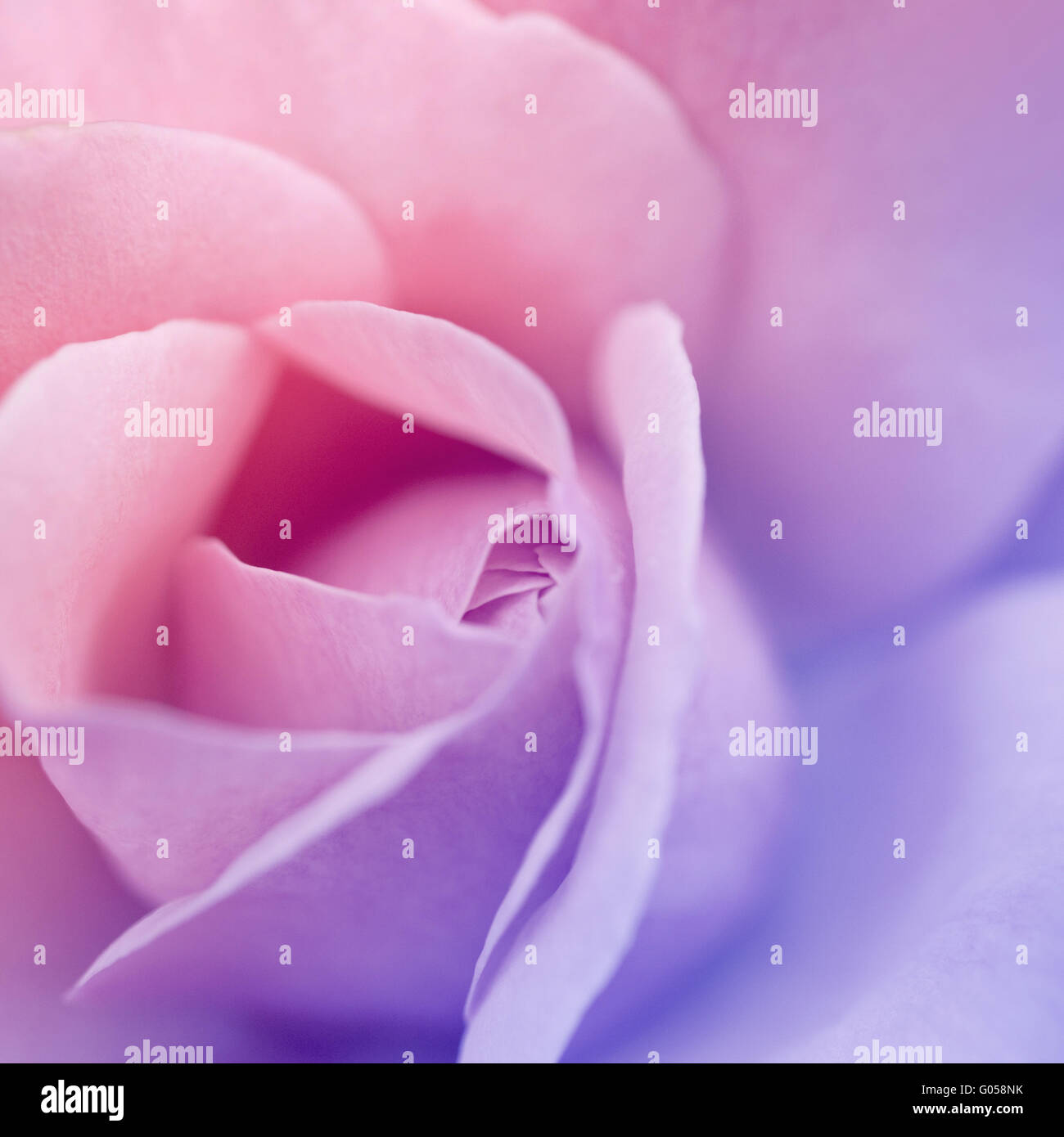 Blurry Roses colorful blurry rose for background Stock Photo - Alamy