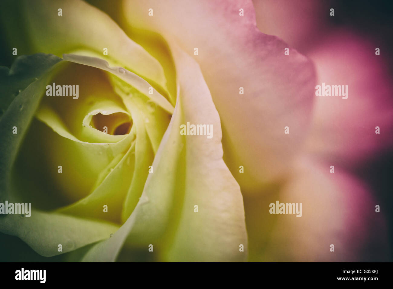 Blurry Roses colorful blurry rose for background Stock Photo - Alamy