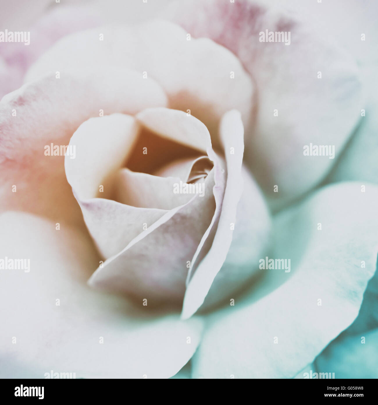 Blurry Roses colorful blurry rose for background Stock Photo - Alamy