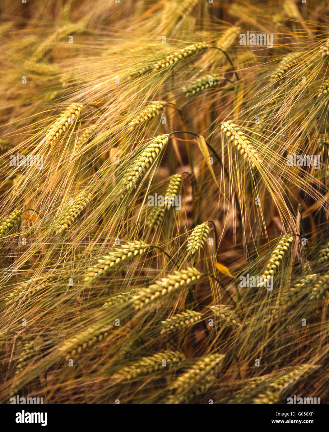 Golden ears of ripening barley Stock Photo