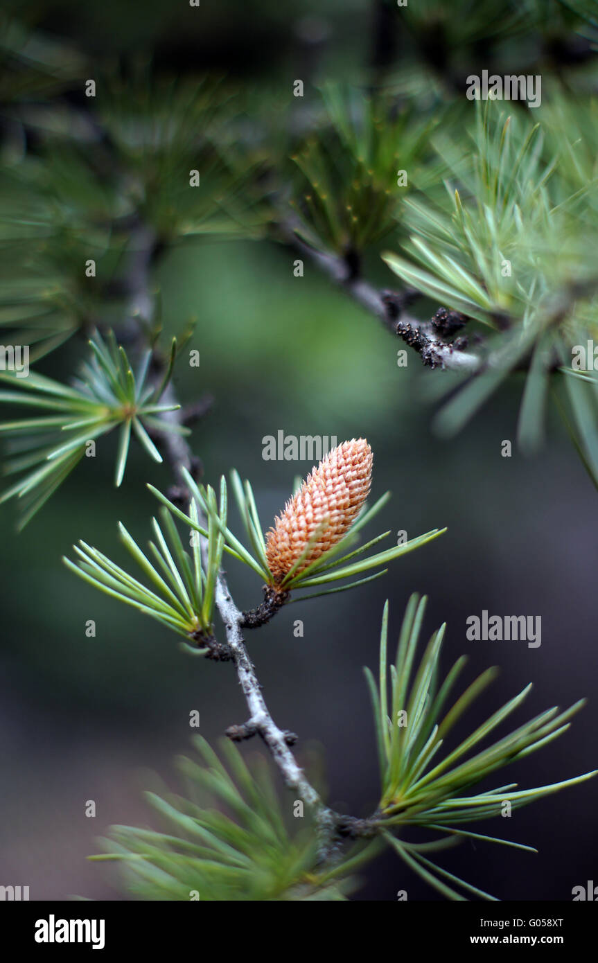 Young branch in spring from European Larch (Larix decidua) Stock Photo