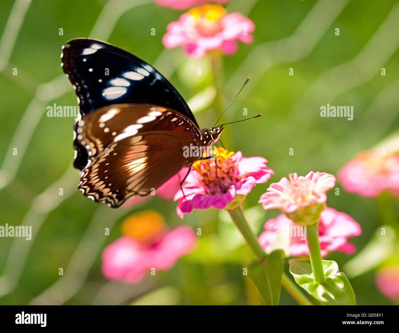 Australian Butterfly Stock Photos & Australian Butterfly Stock Images