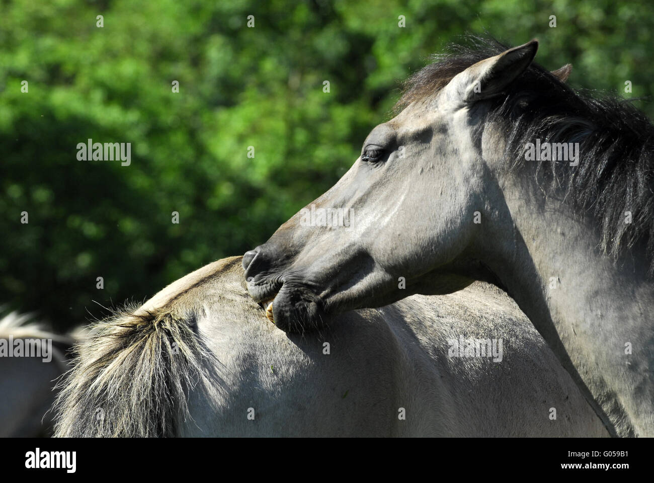 Dülmener Wildhorse Stock Photo