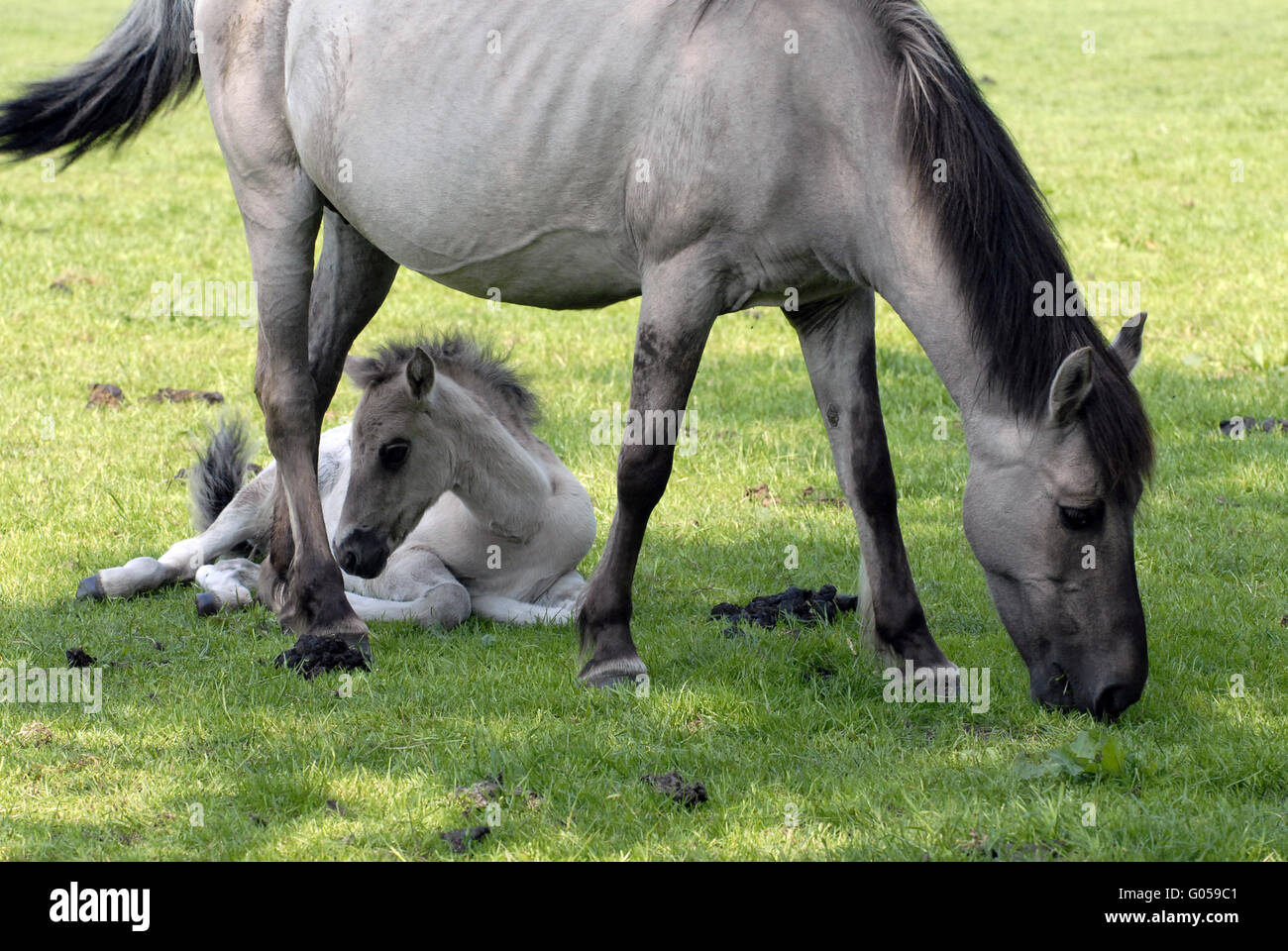 Dülmener Wildhorse Stock Photo