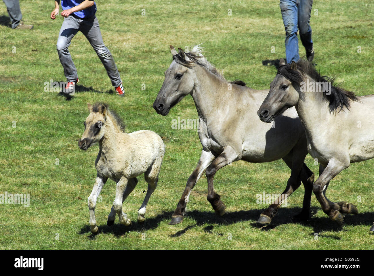 Dülmener Wildhorse Stock Photo